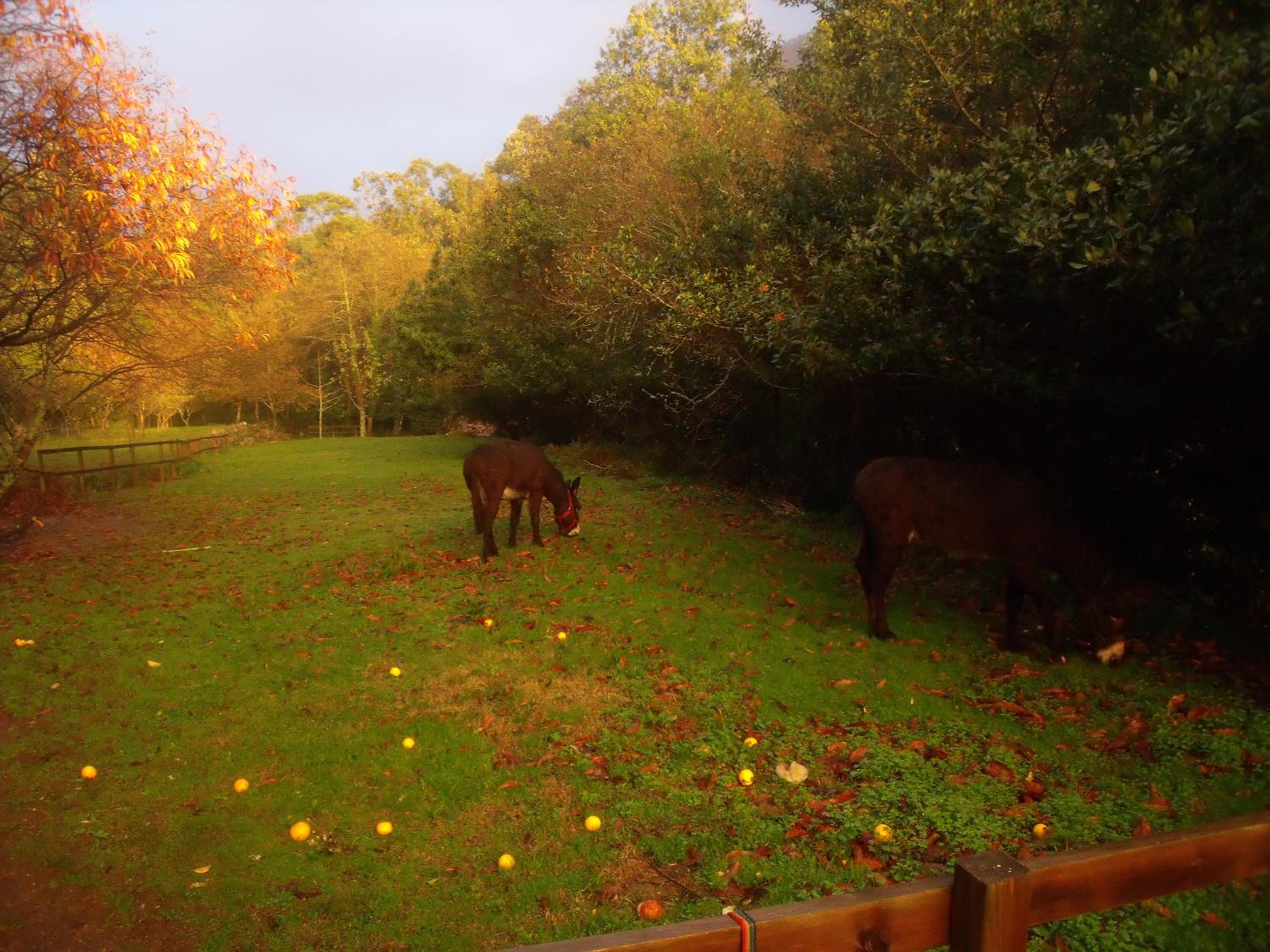 Budiño de Serraseca photo 3