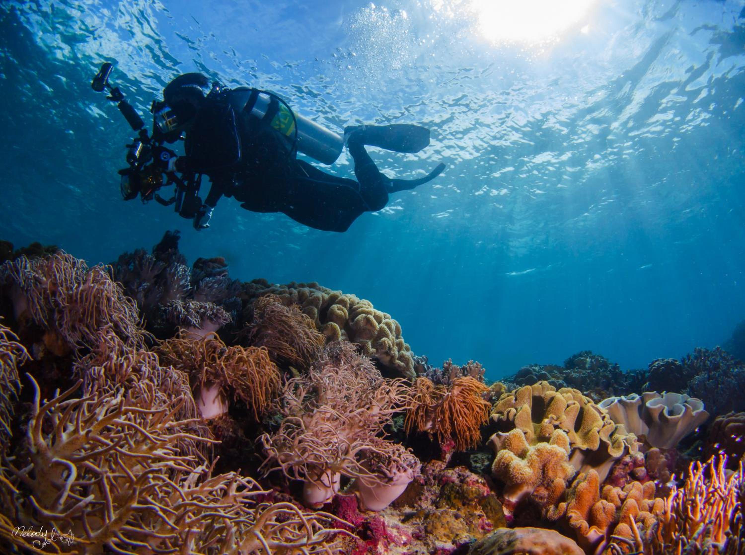 Turtle Bay Dive Resort — photo 109