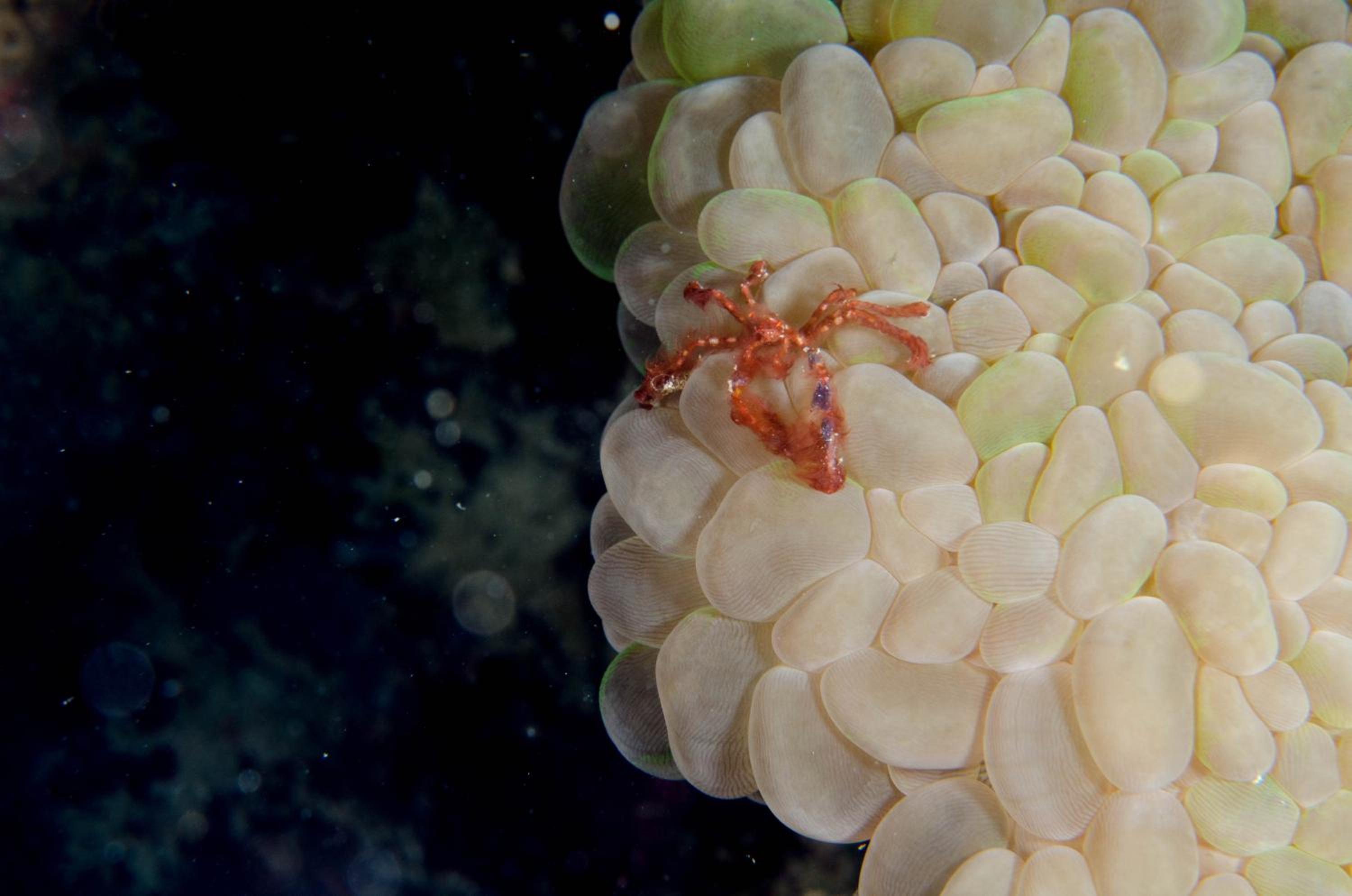 Turtle Bay Dive Resort — photo 99