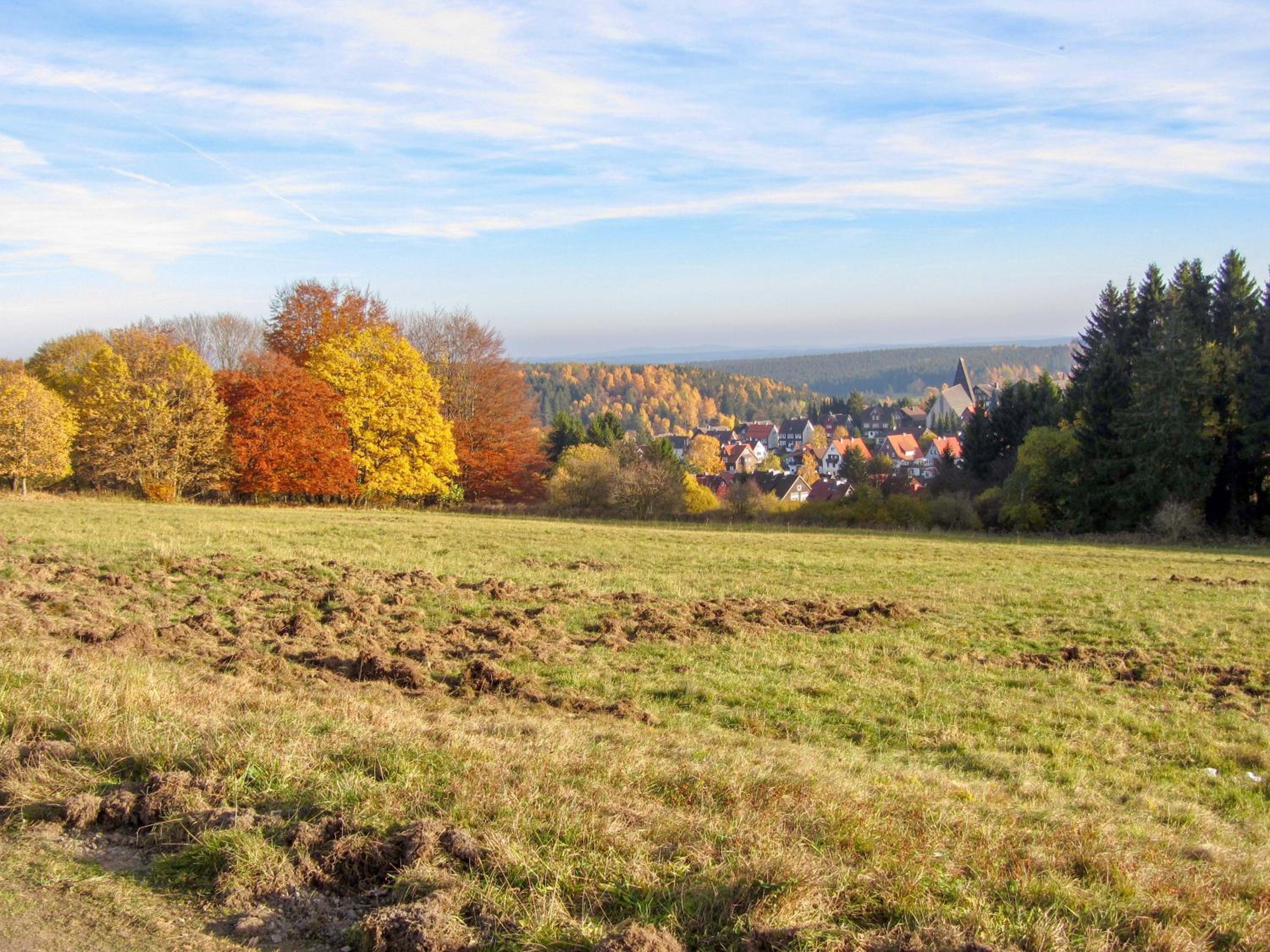 Harznest