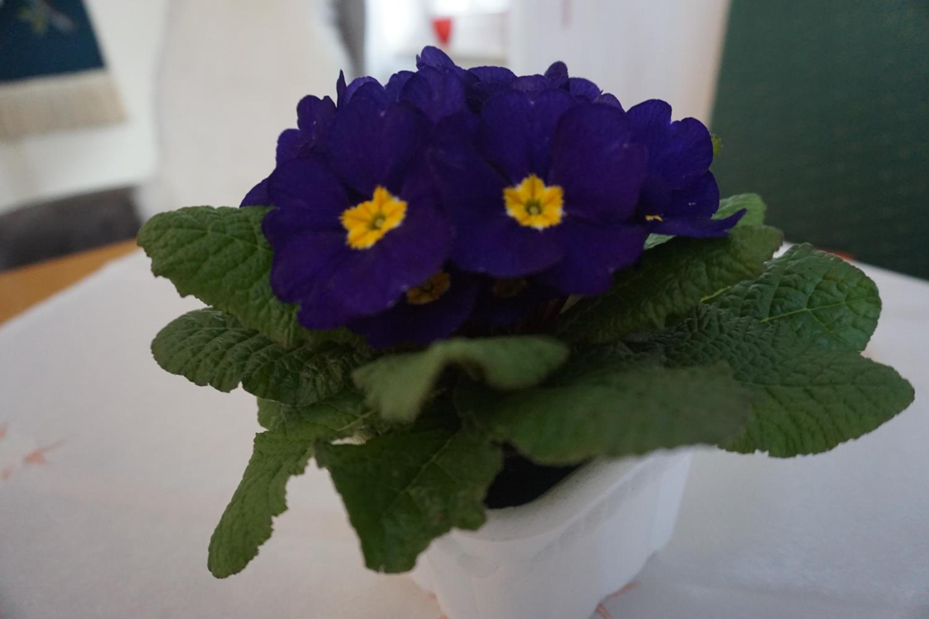Photo 44