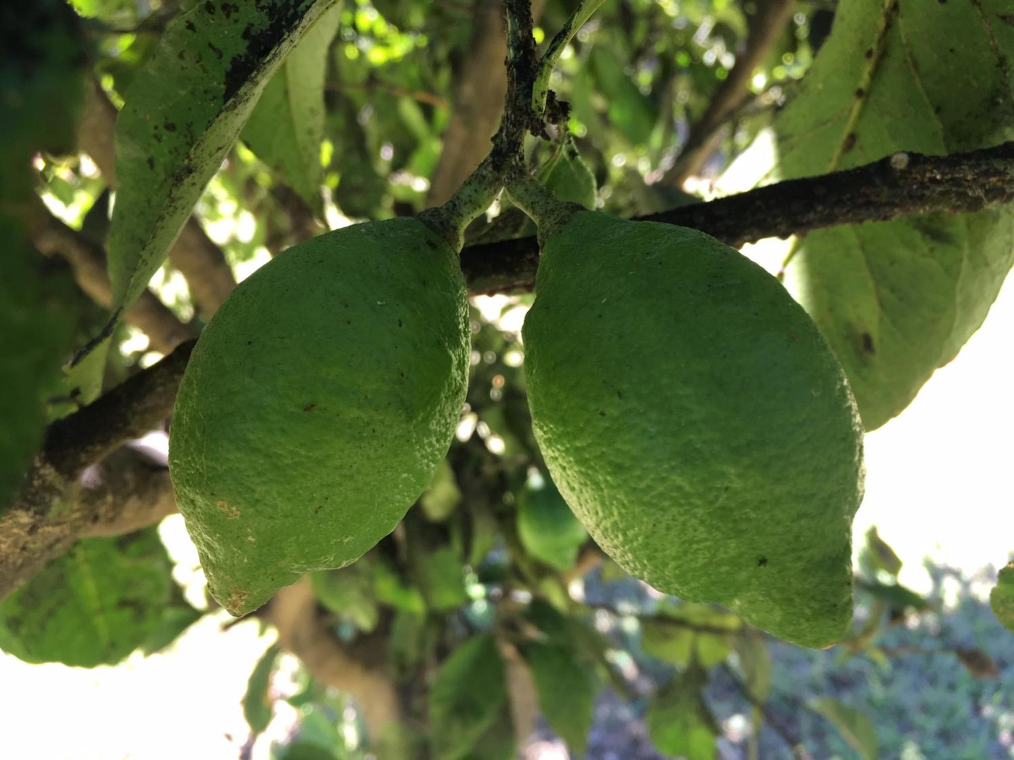 Los Pinos de Quilvo