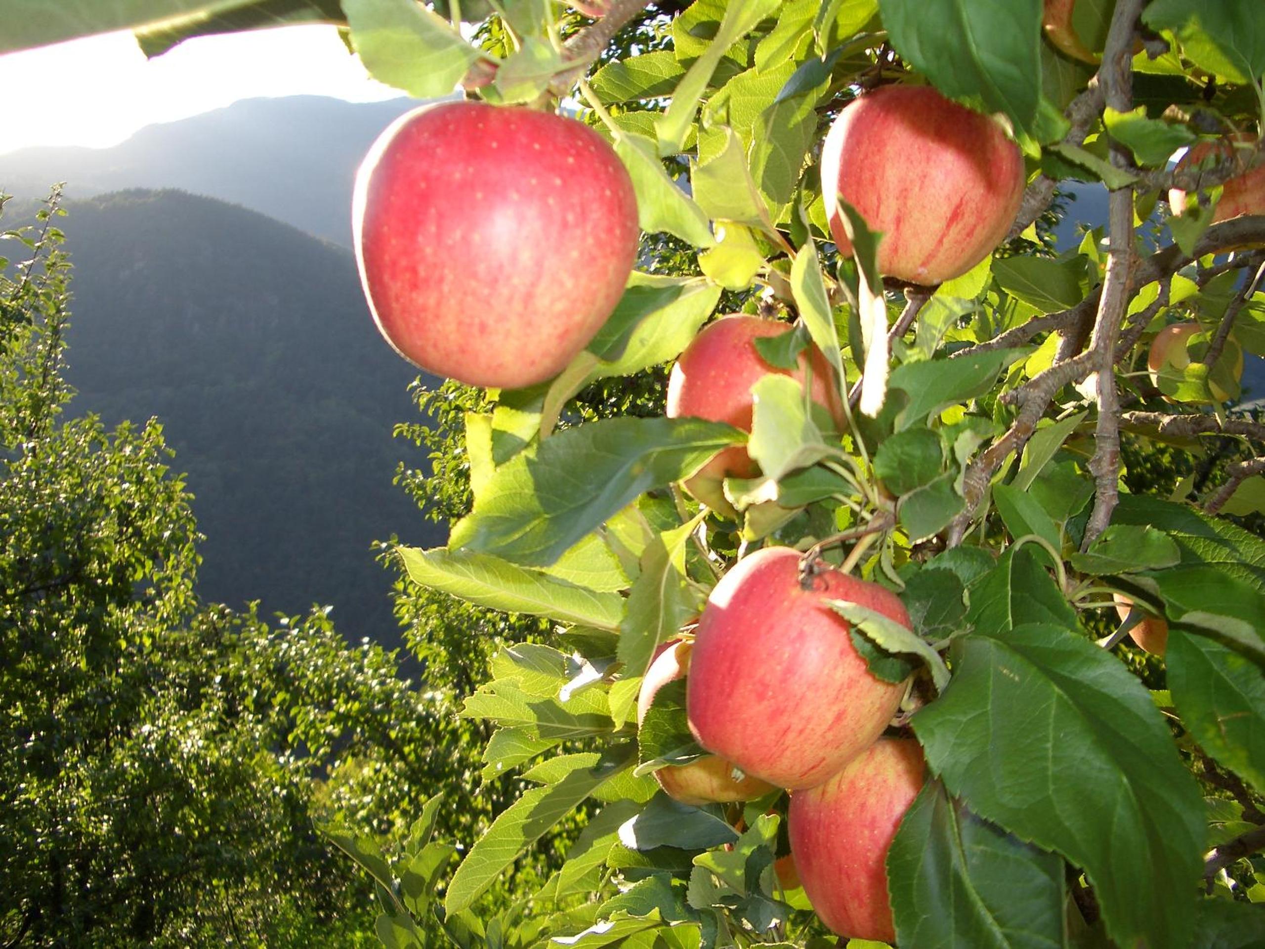 Photo 40
