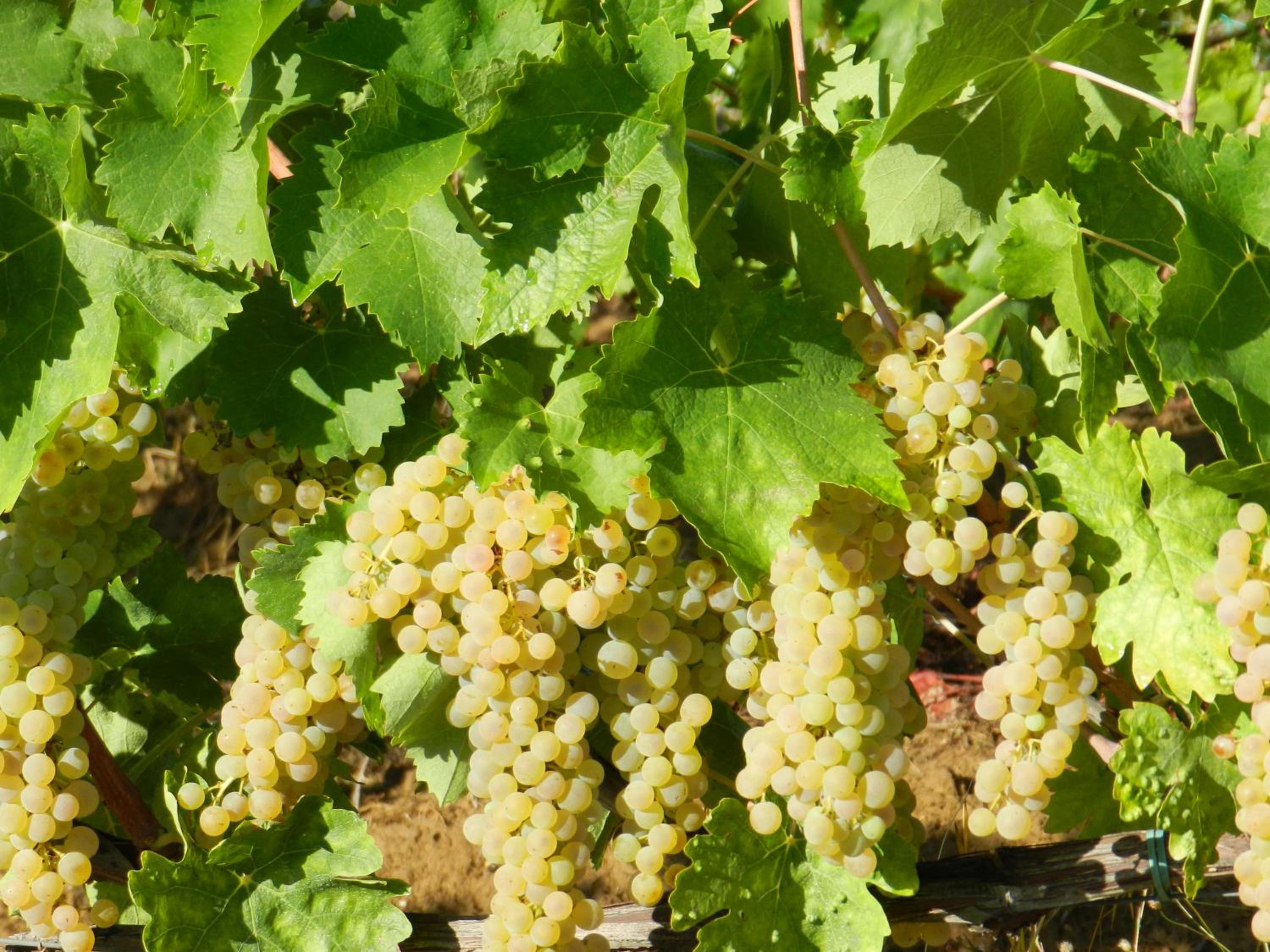 Agriturismo Montegonfoli