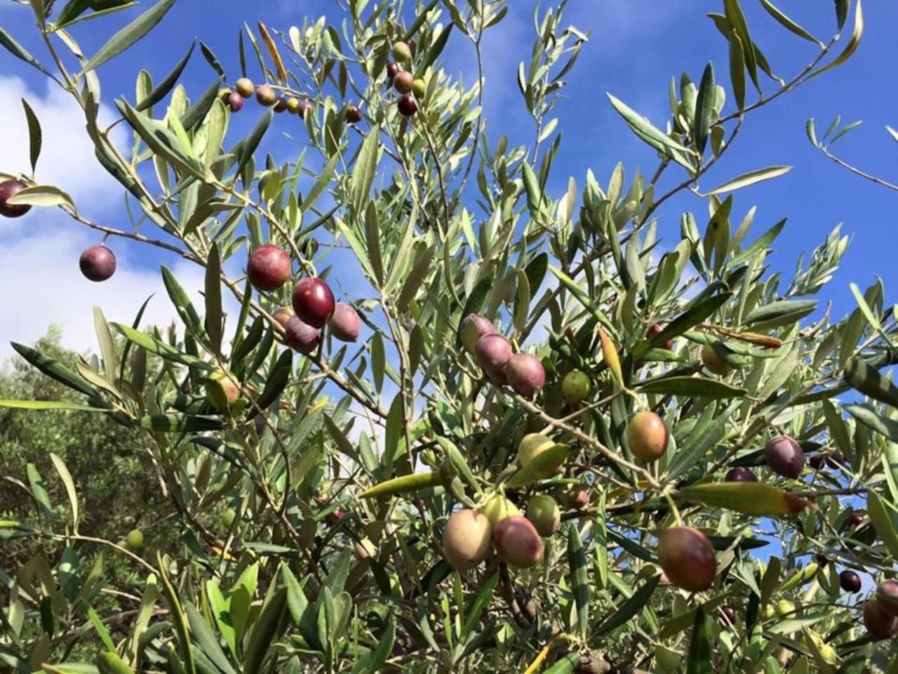 Slow holidays in Calabria tradizioni eno-gastonomia tra borgo e mare