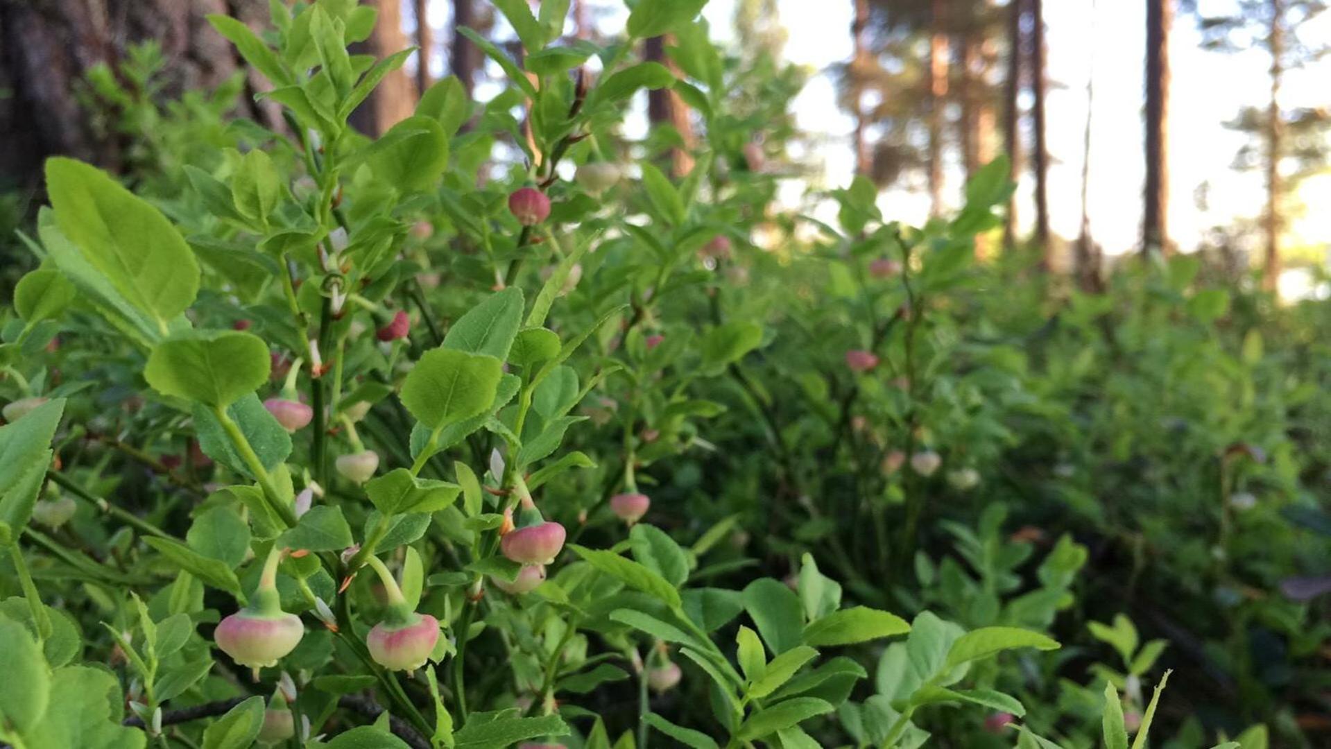 Koskenselän Lomakylä