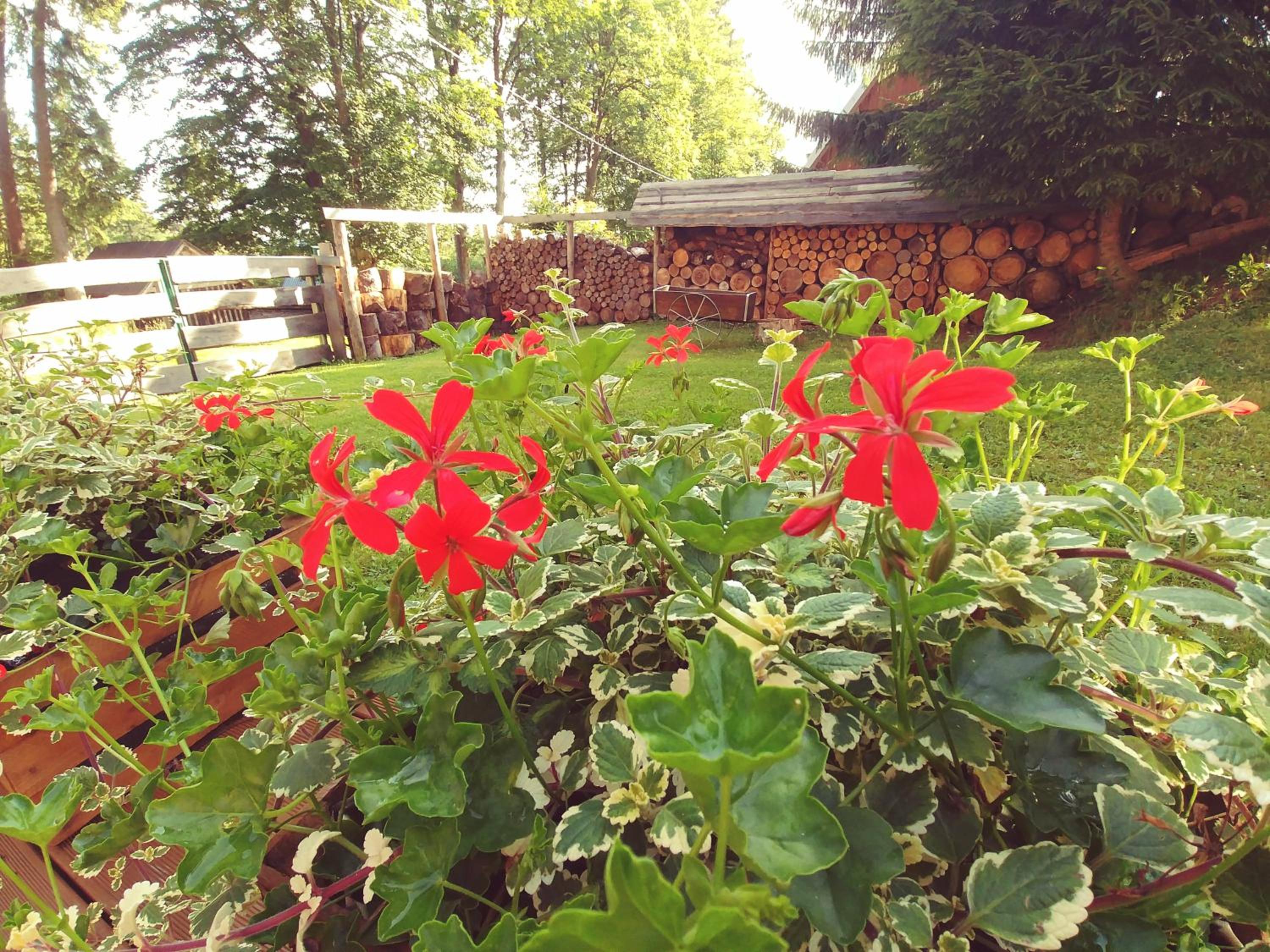 Leśne Apartamenty