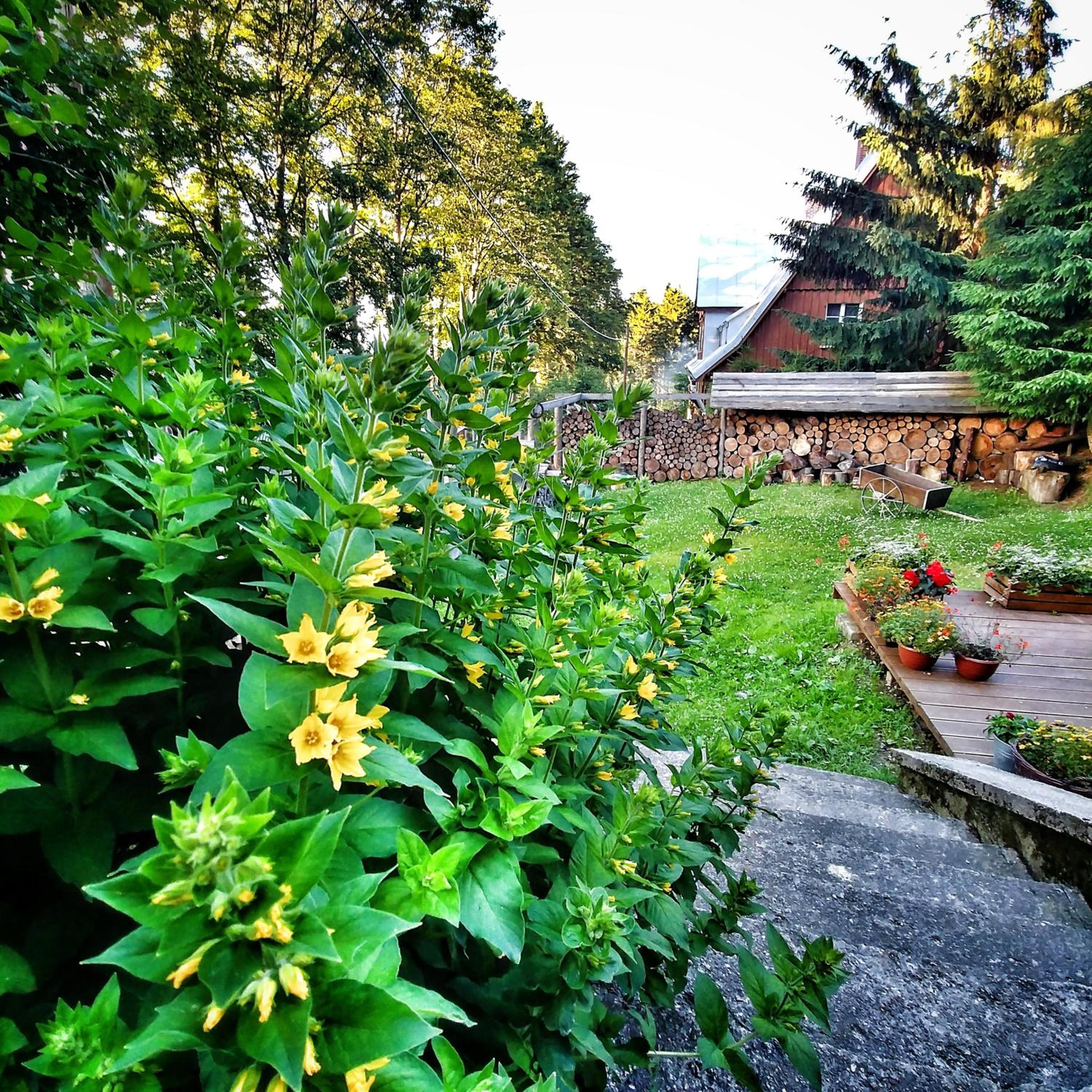 Leśne Apartamenty