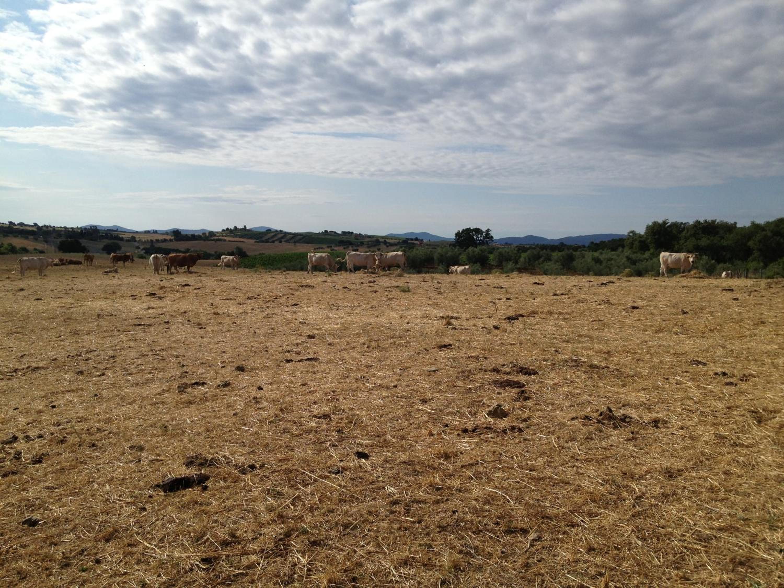 I Puntoni Agriturismo