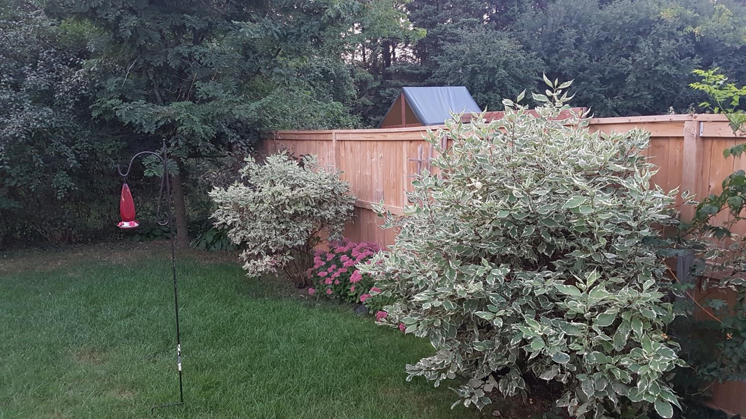 Evening Shade