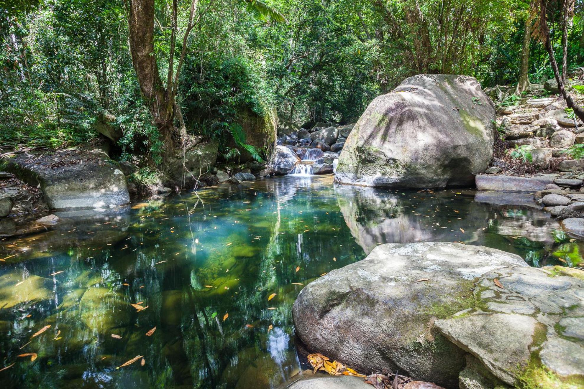 Daintree Secrets Rainforest Sanctuary