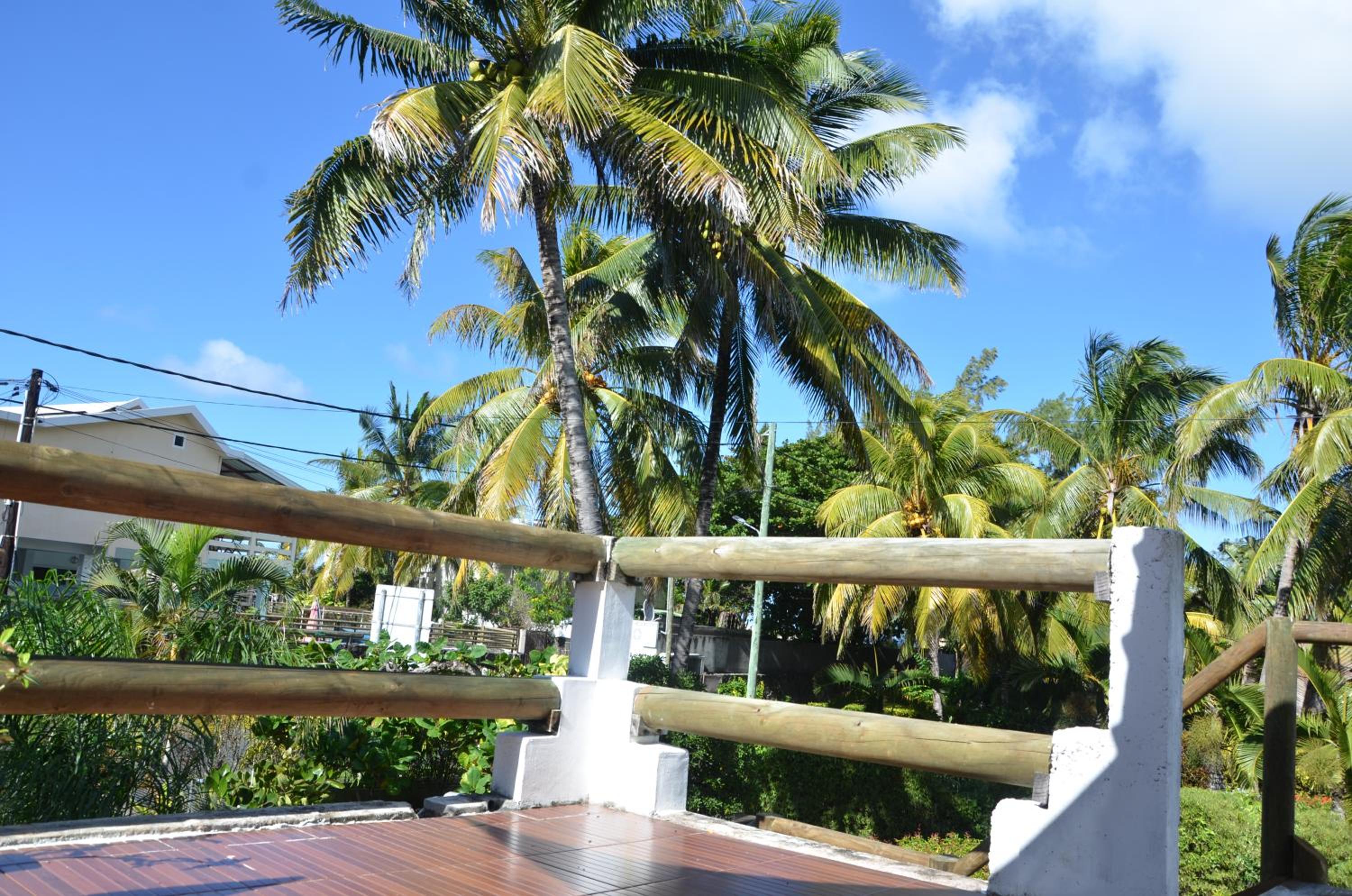 serin du cap photo 2