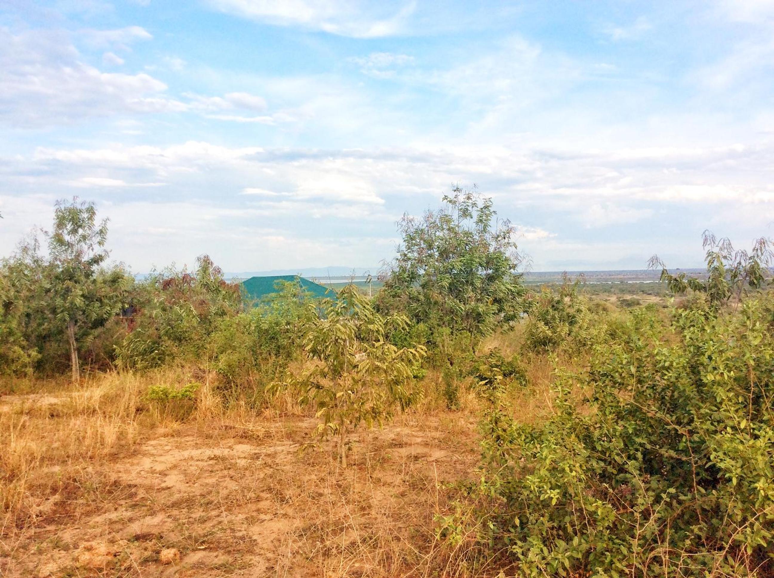 The Elephant Home