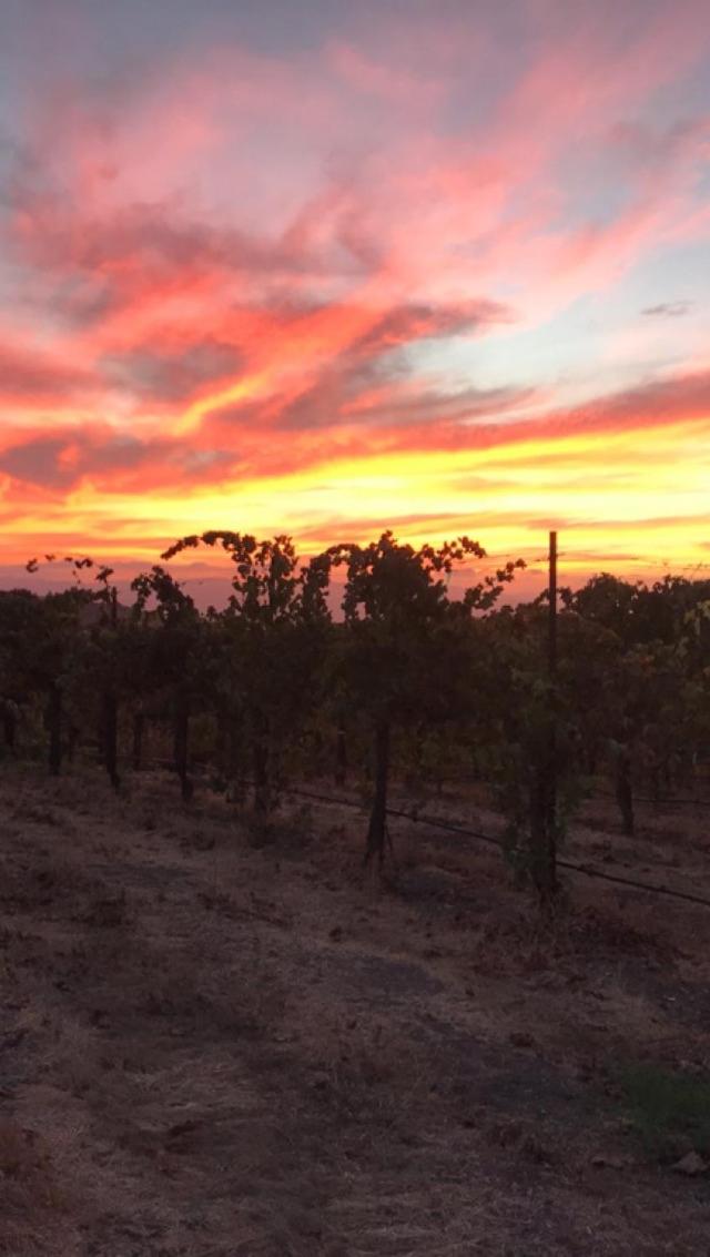 The Eden House Vineyard