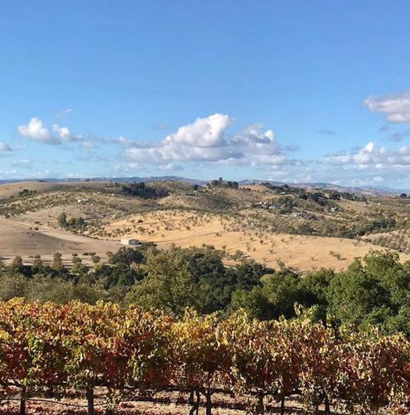 The Eden House Vineyard