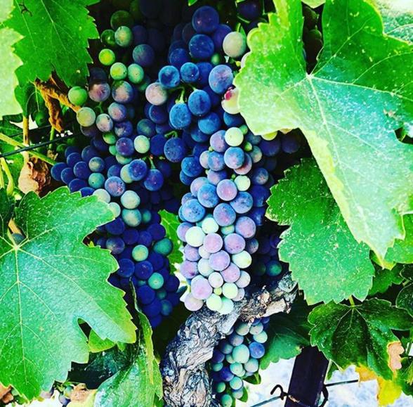 The Eden House Vineyard