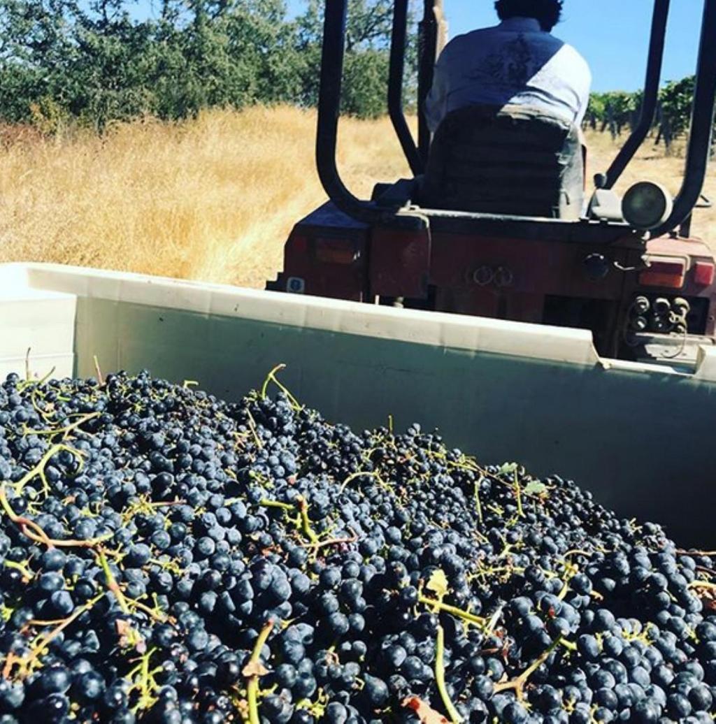 The Eden House Vineyard