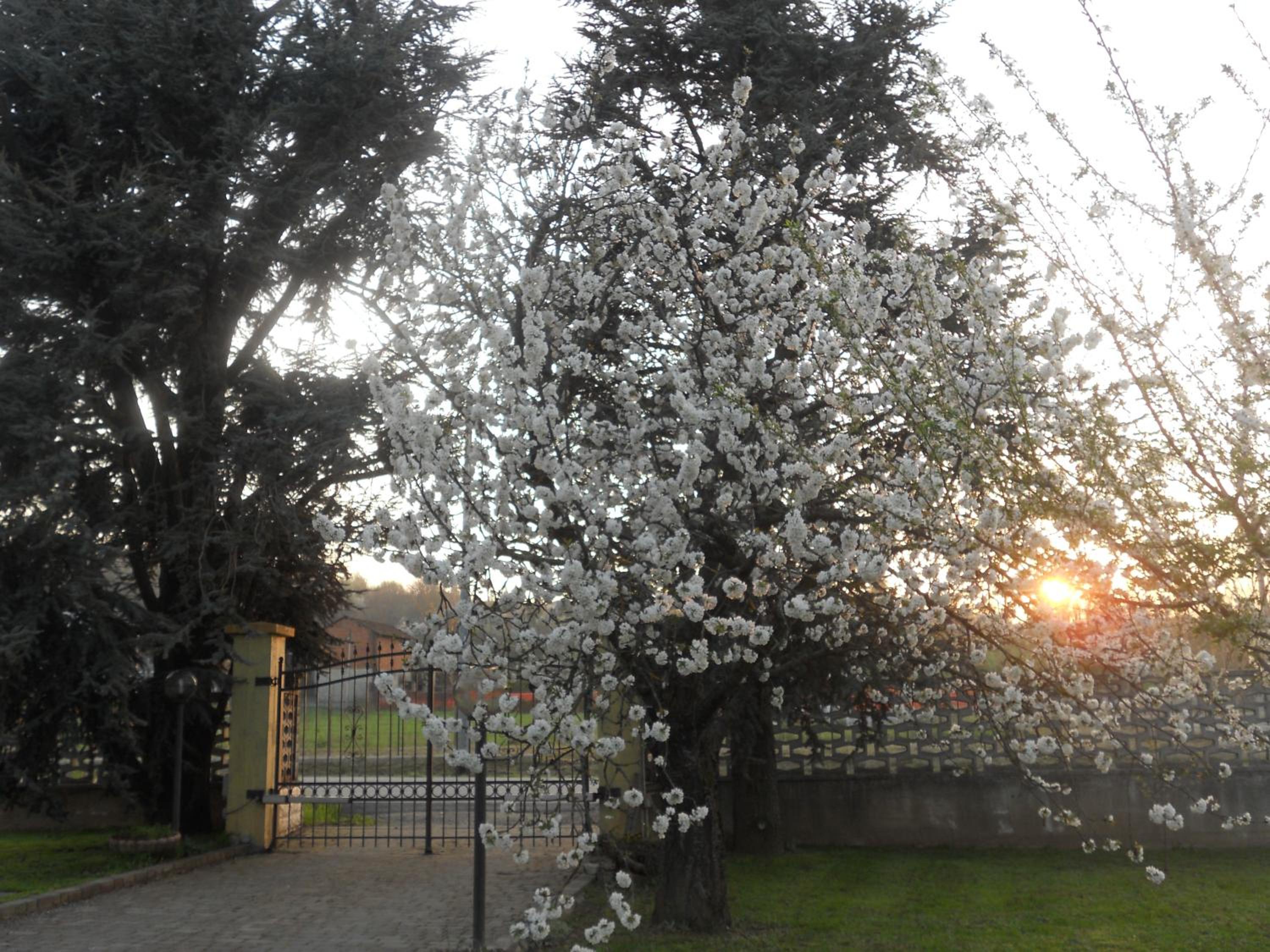B&B Pervinca