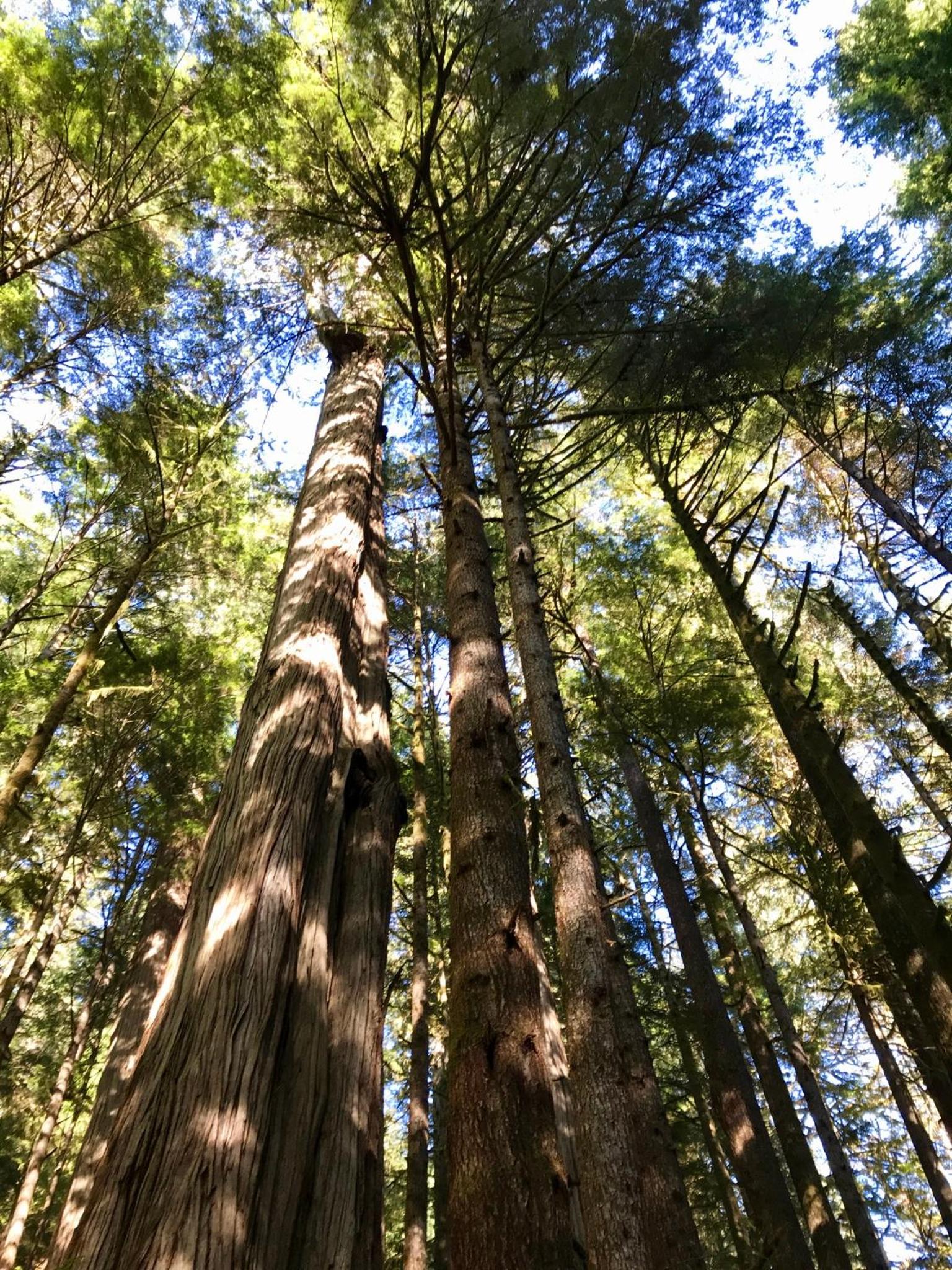 Port Renfrew Vacation Rentals