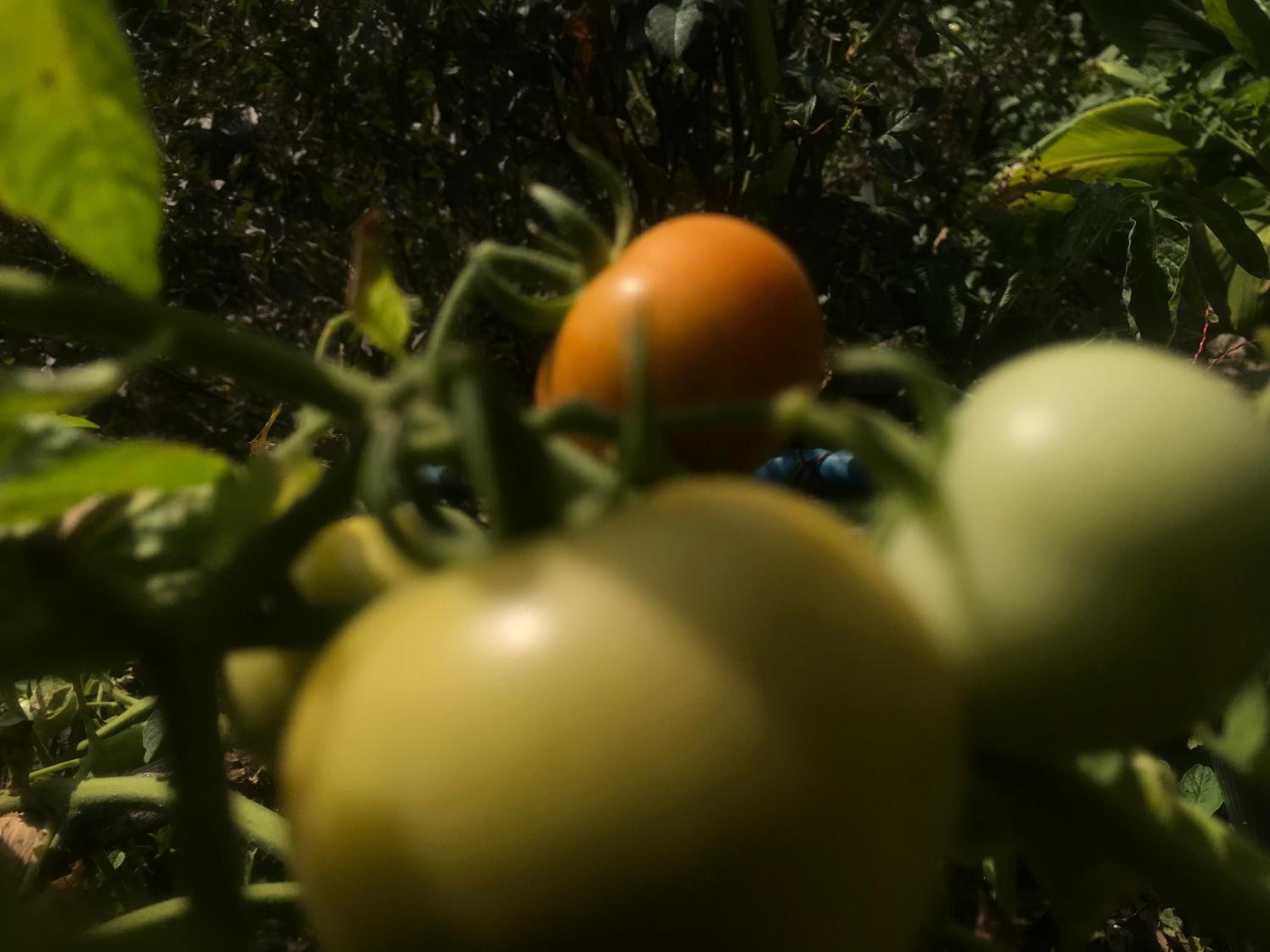 Photo 20