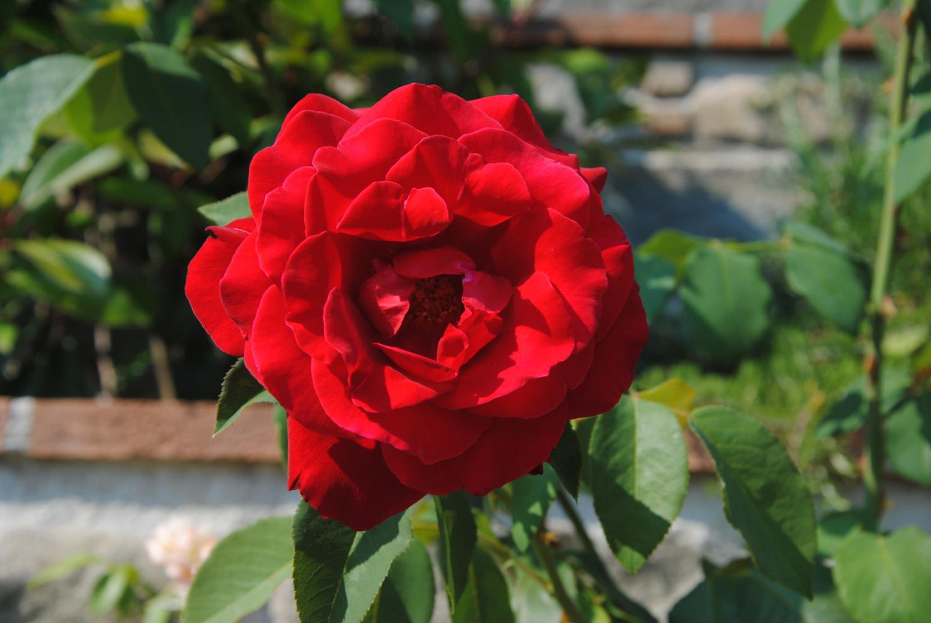 Photo 43