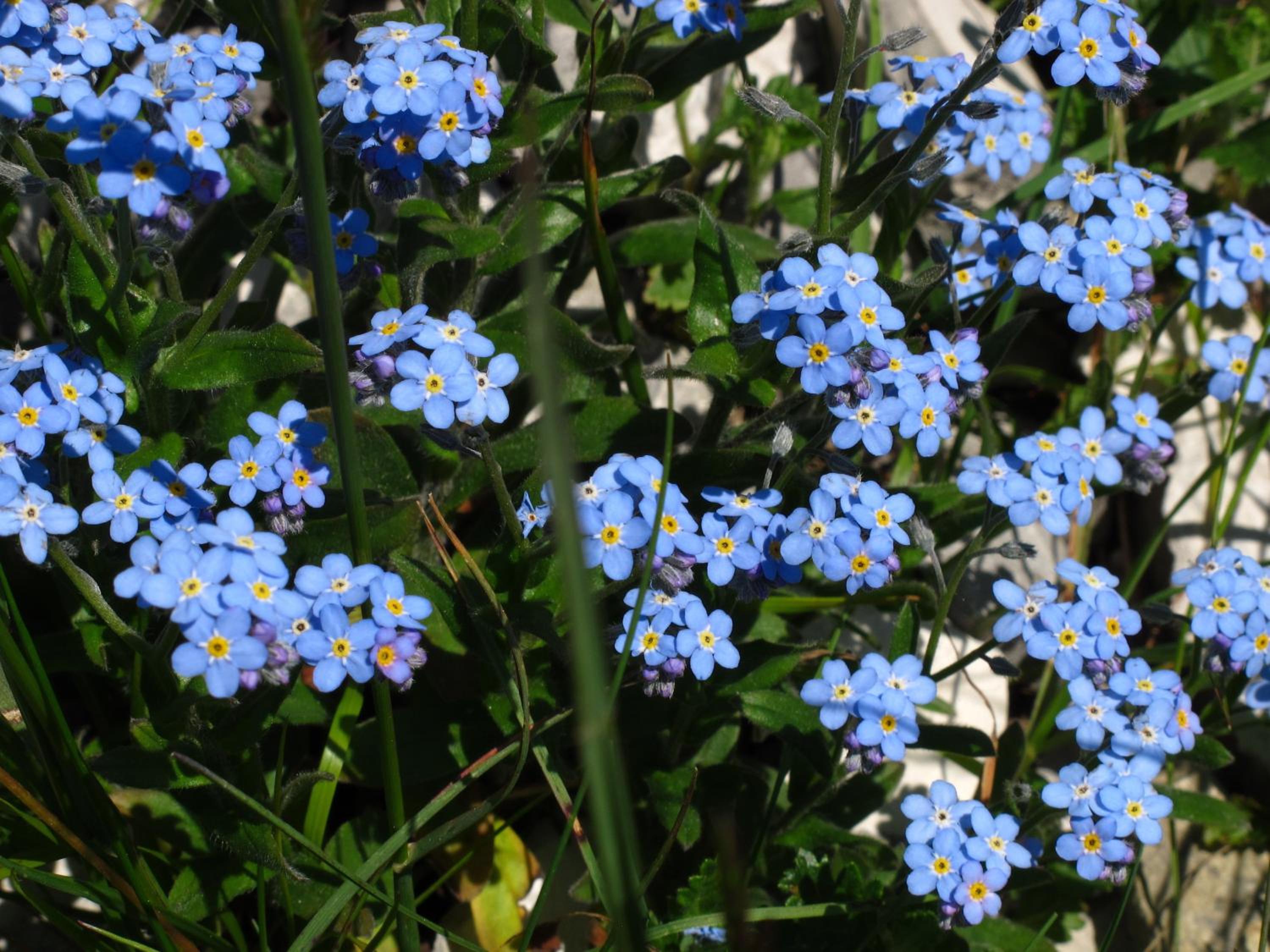 Rifugio Pranolz