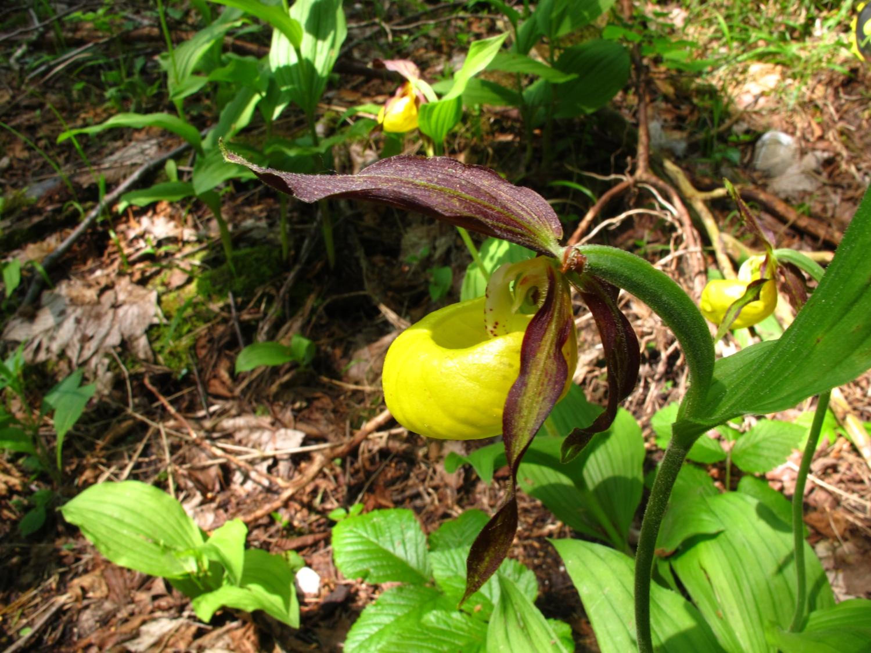 Rifugio Pranolz