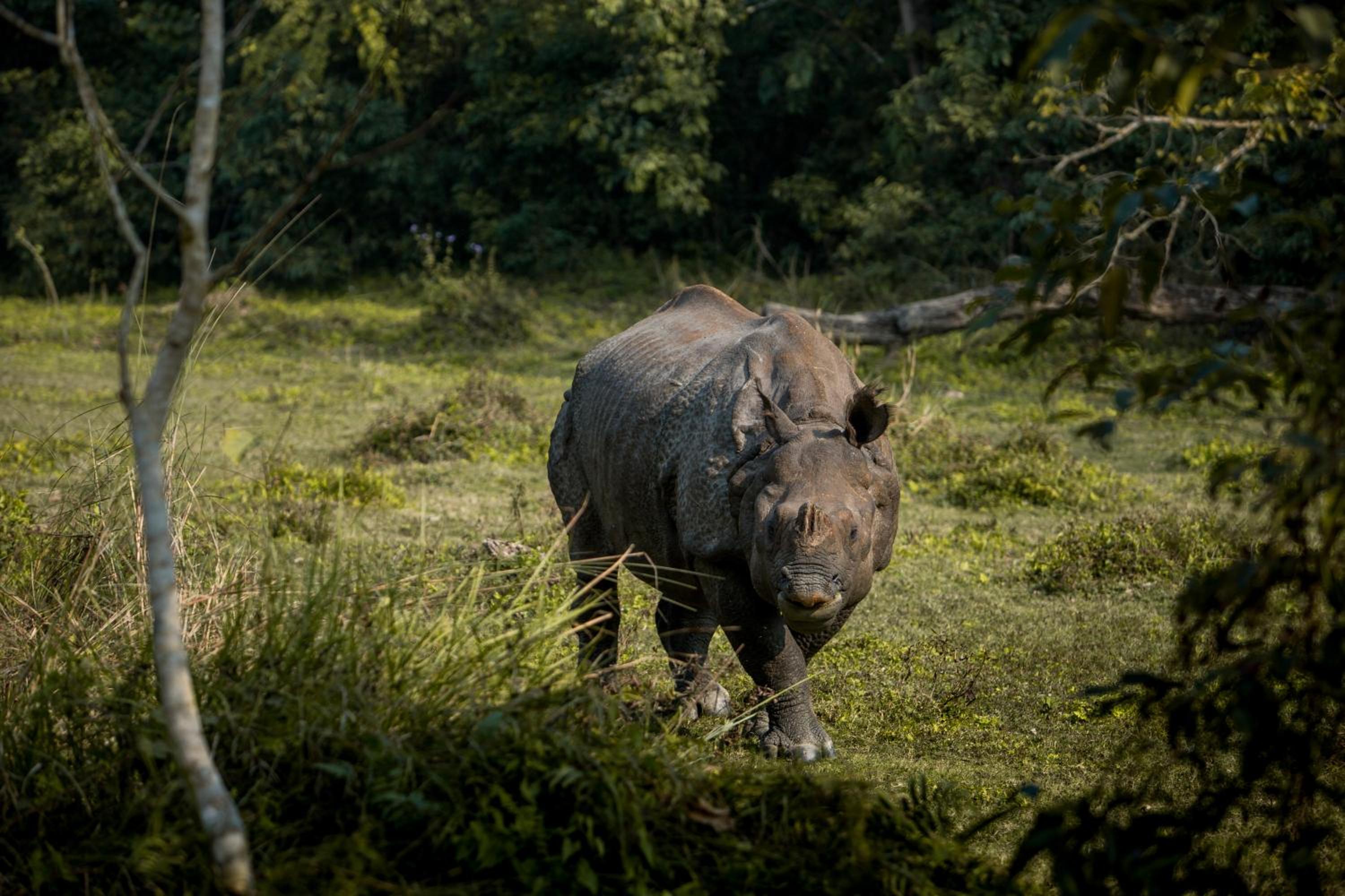 Nana Jungle Resort Near Chitwan National Park