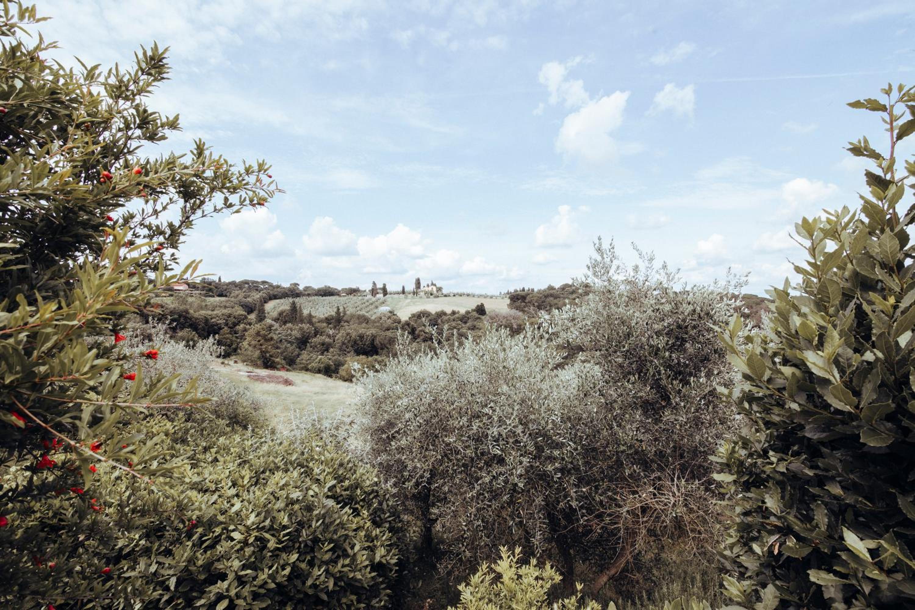 Agriturismo Il Pintello
