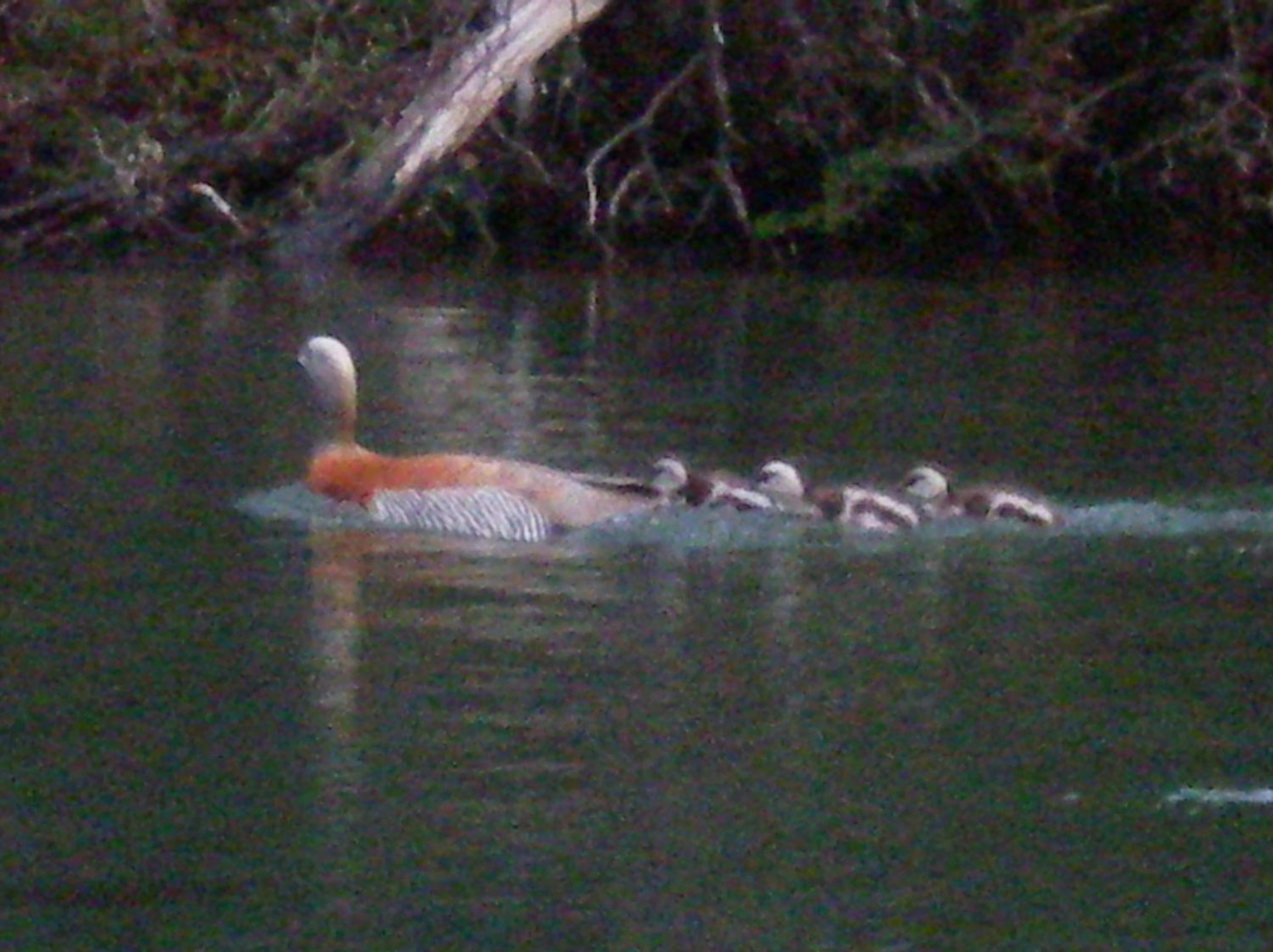 Confin Patagonico