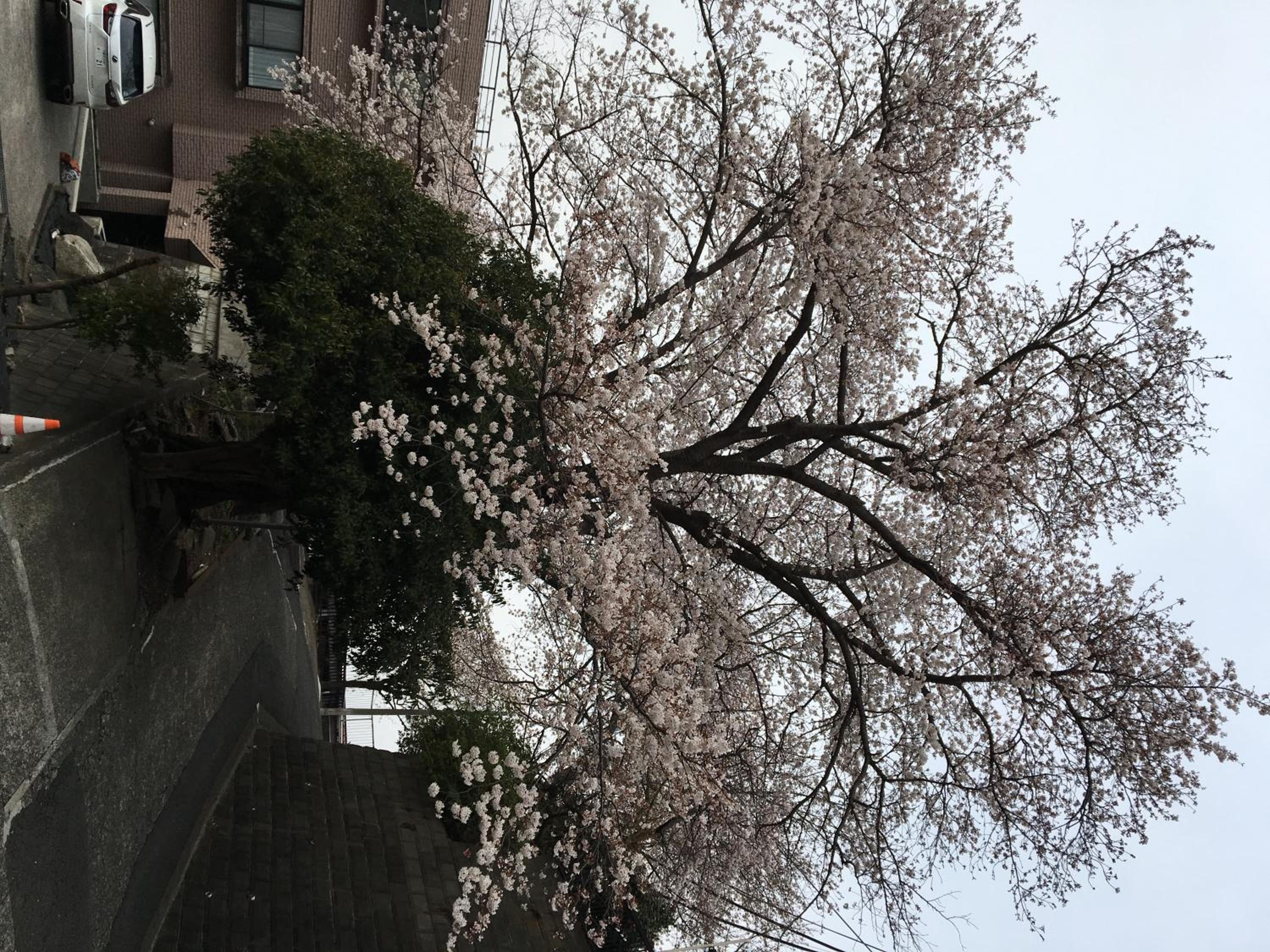 Photo 51