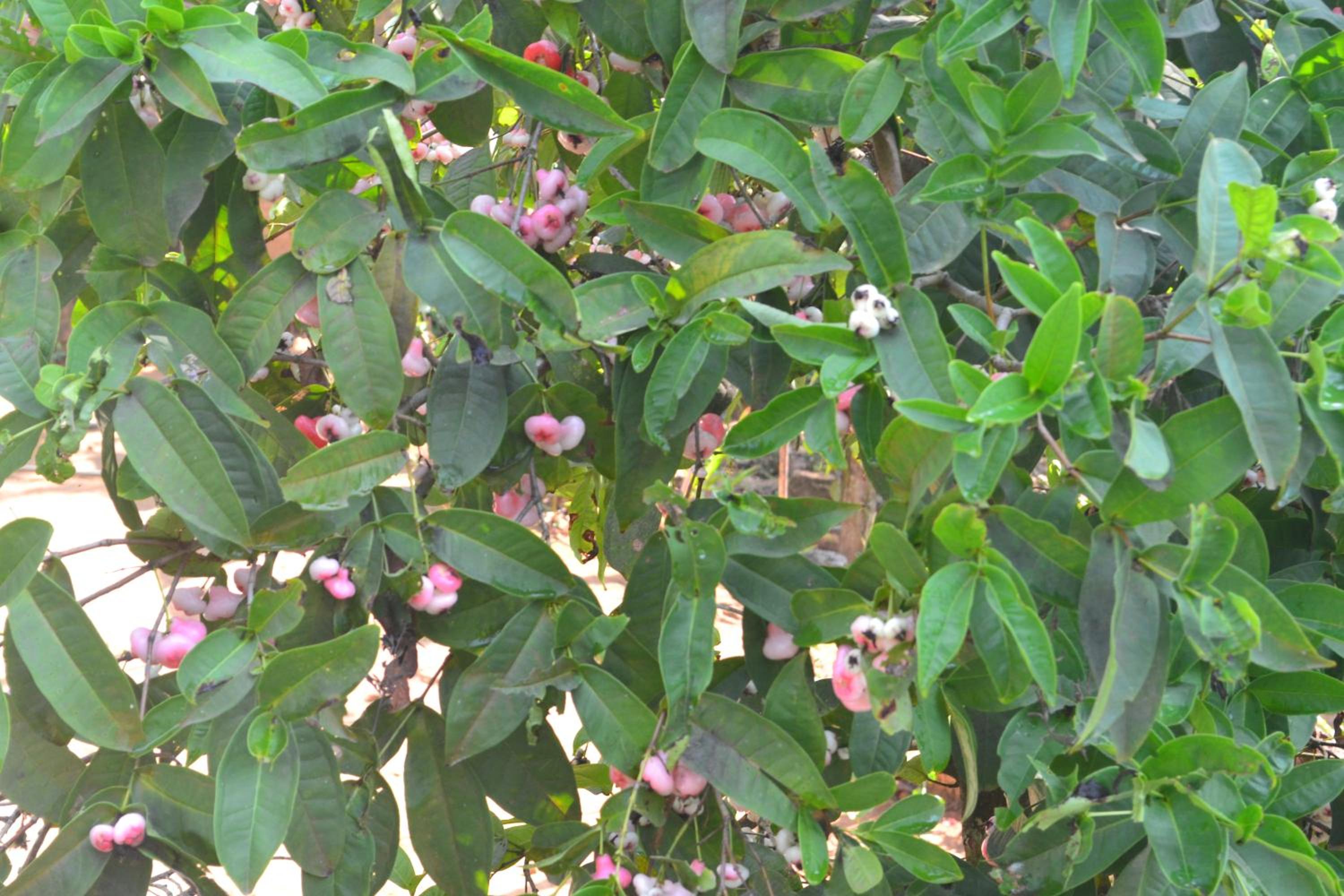 Photo 29