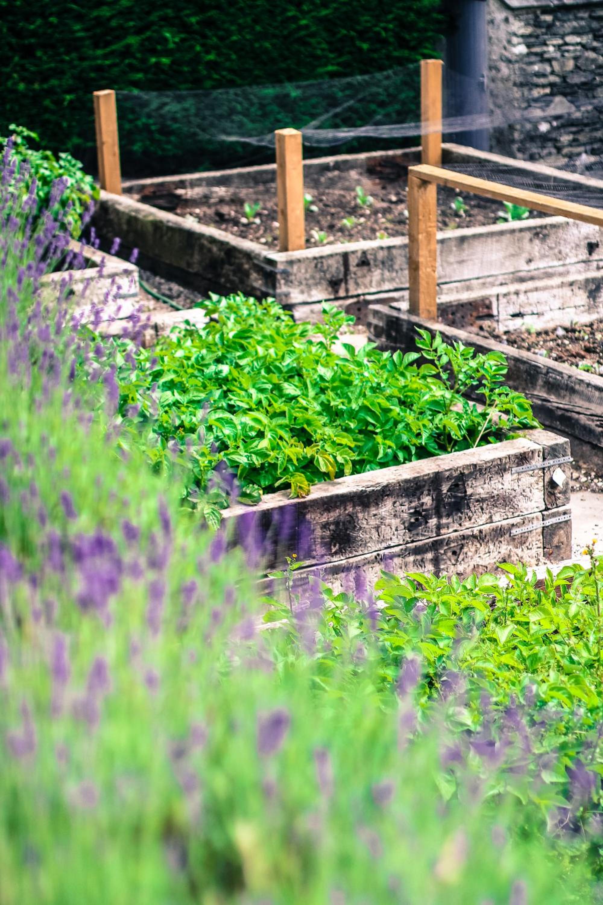 garden