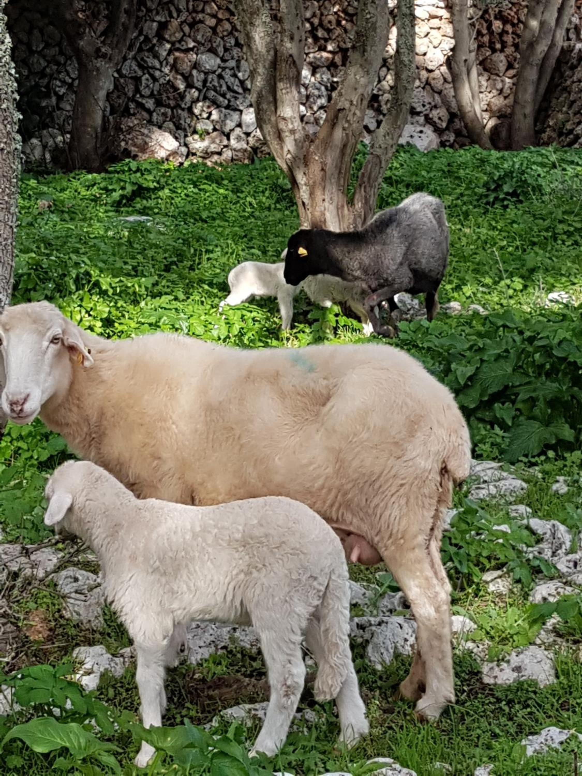 Turismo Rural Biniati des Pi