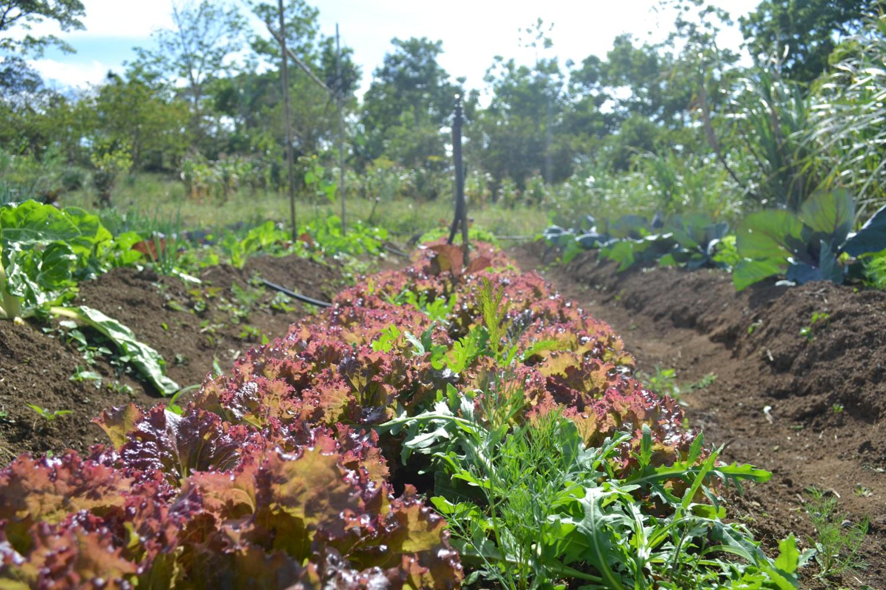 Eco Granja Don Lolo