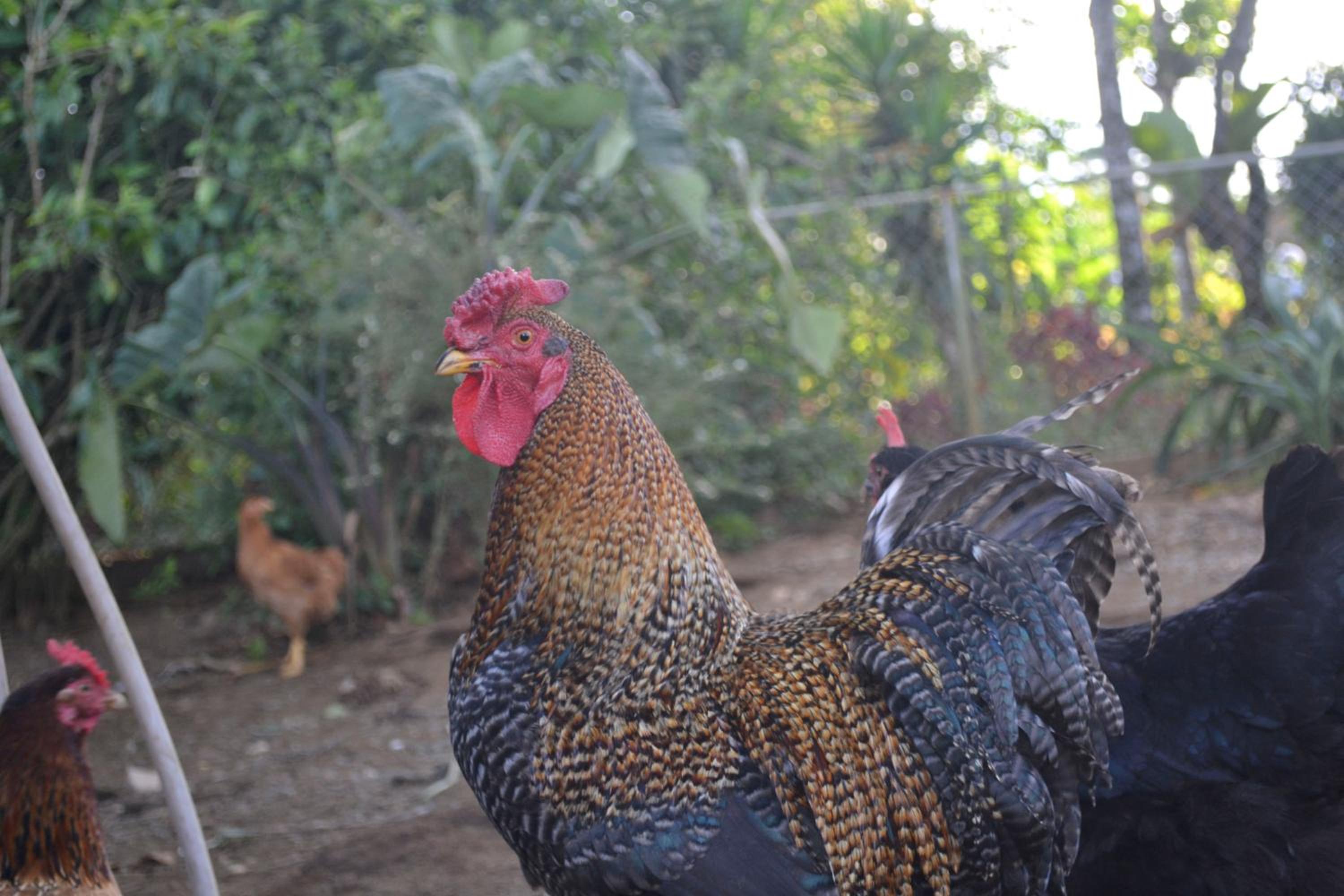 Eco Granja Don Lolo