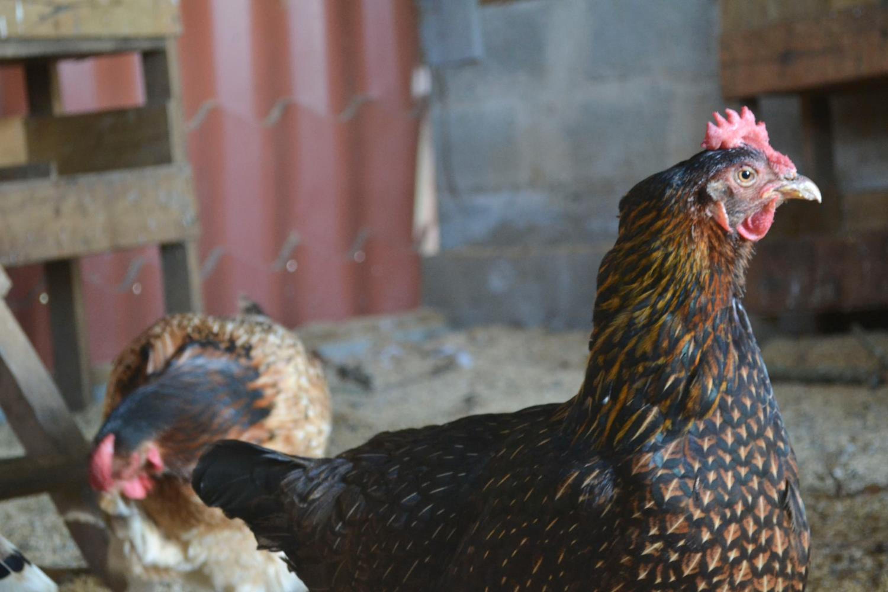 Eco Granja Don Lolo