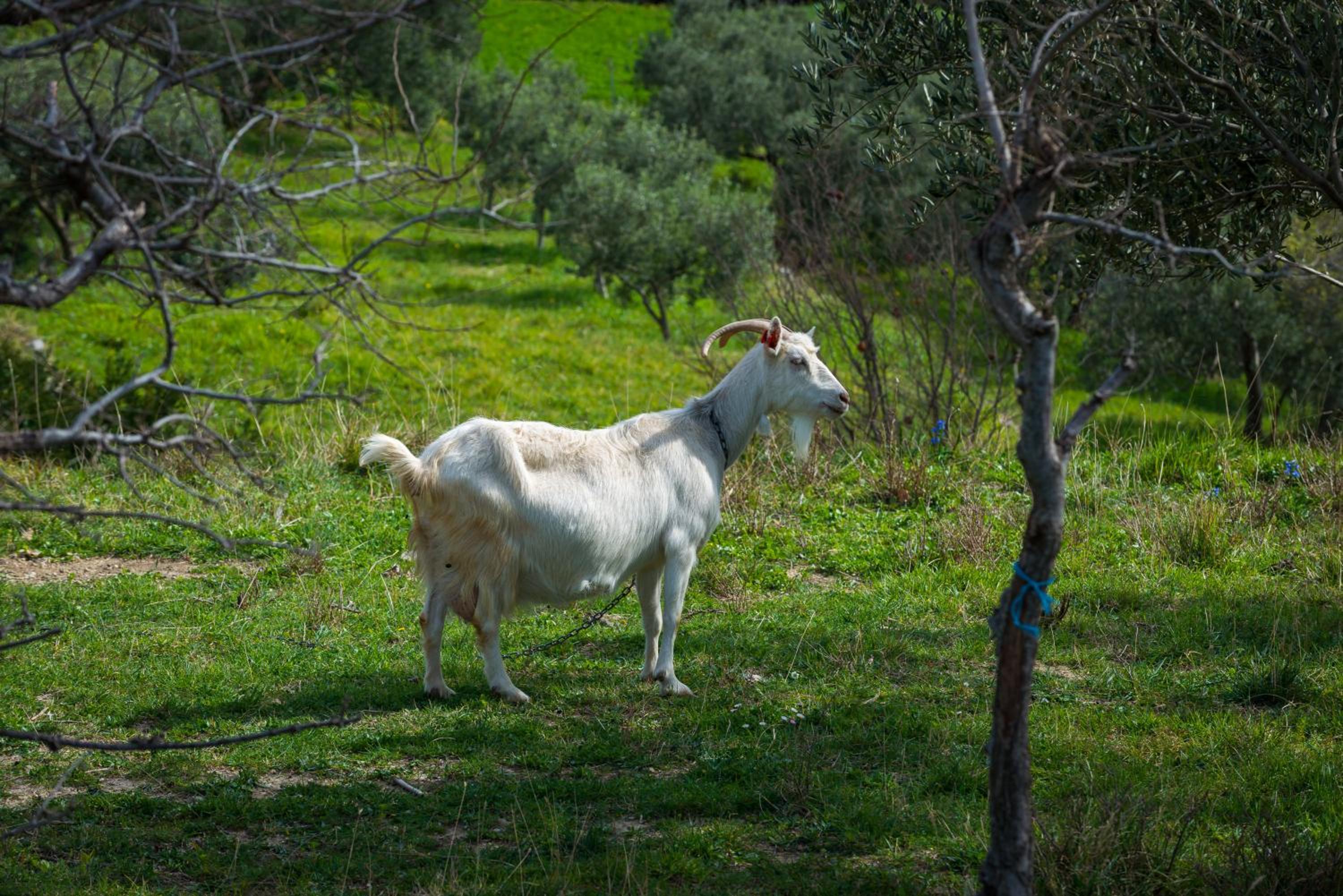 Photo 42