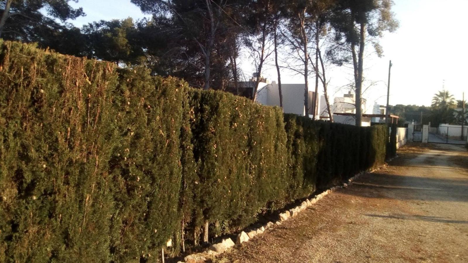 pinomar photo 5