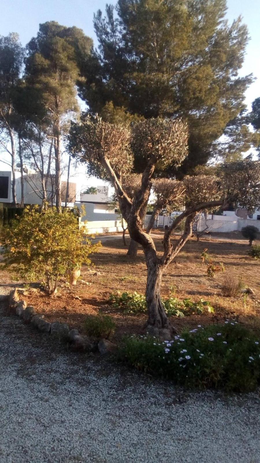 pinomar photo 4