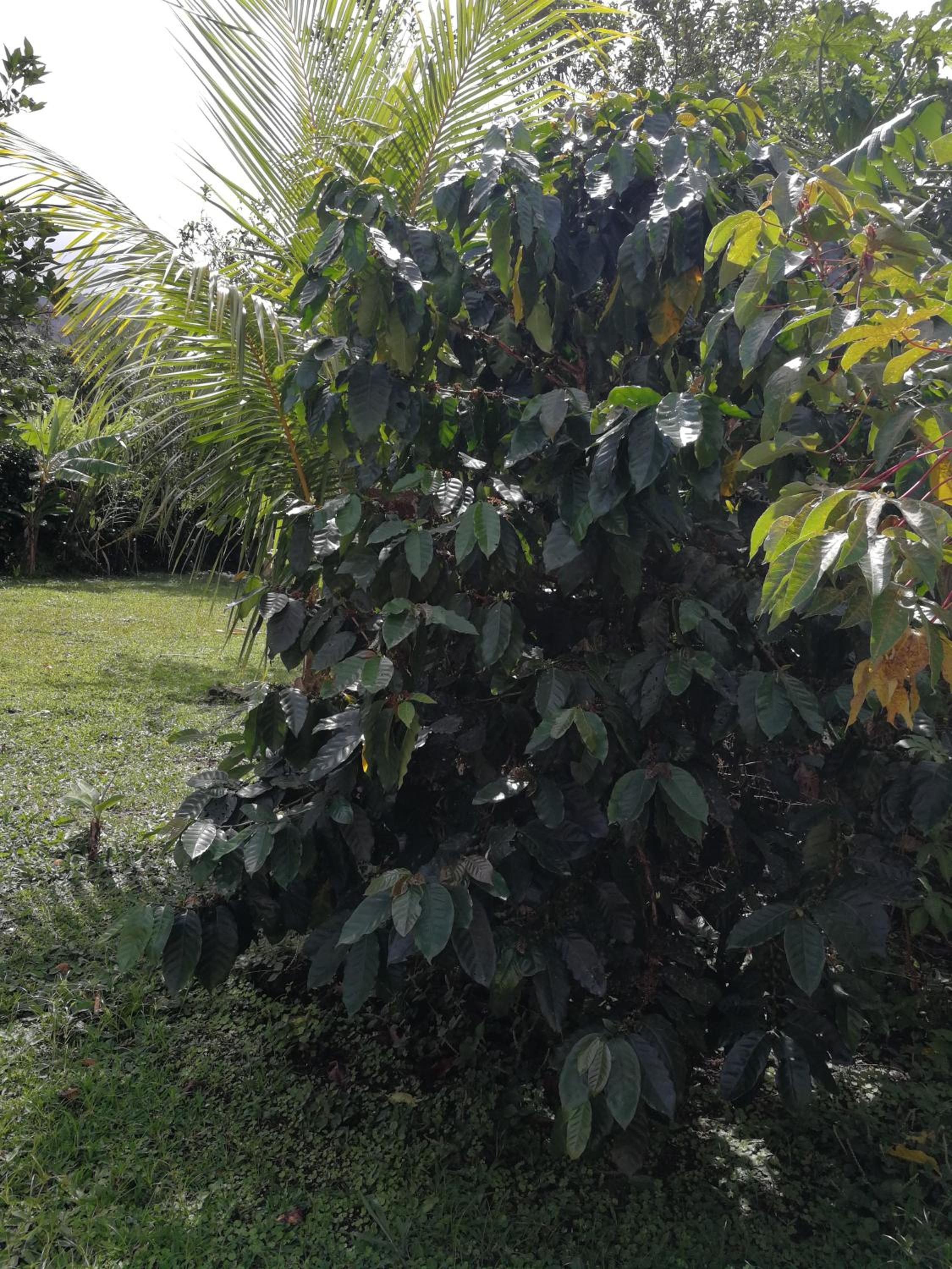 Bijagua paradise Río Celeste