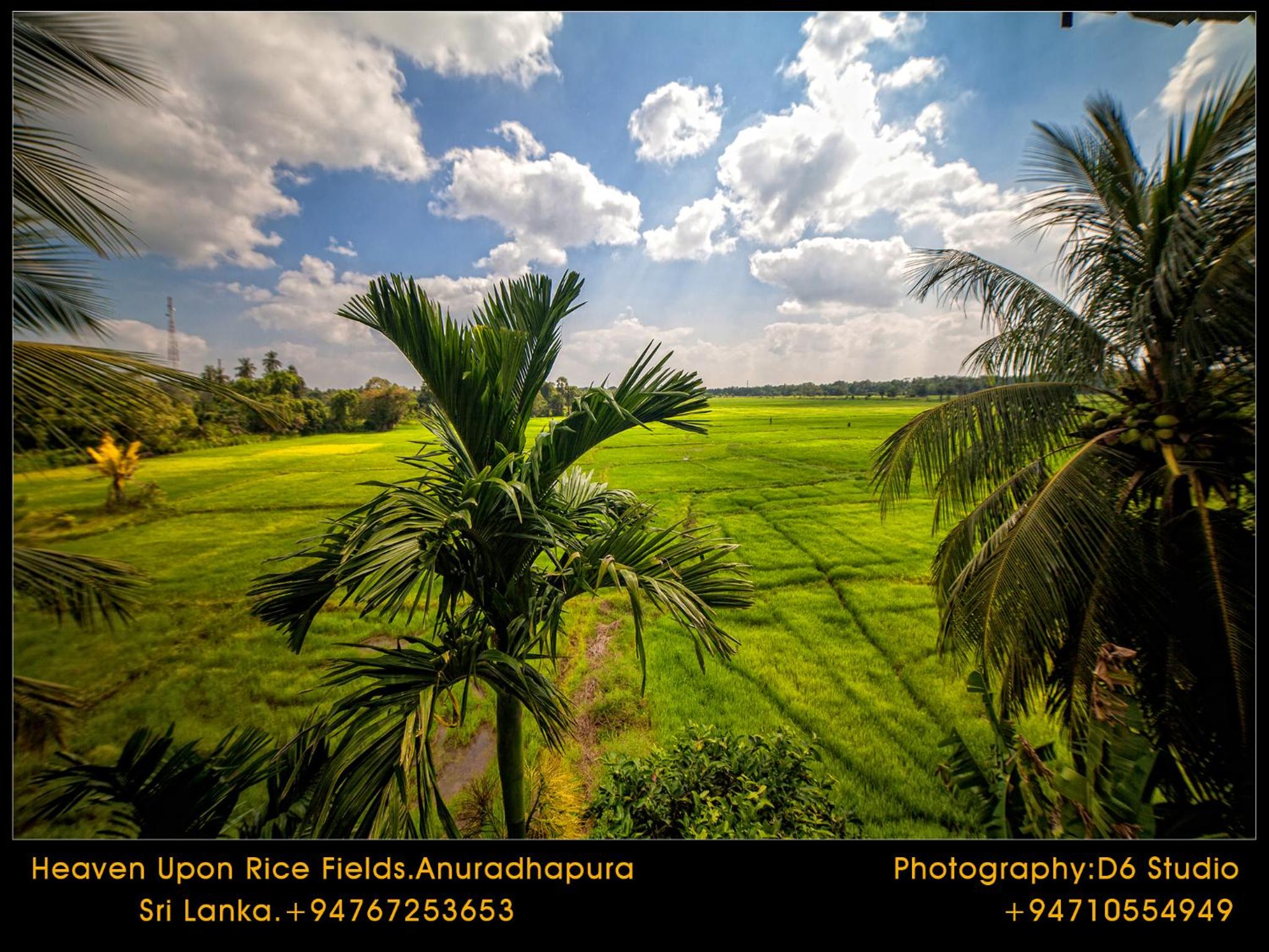 Heaven Upon Rice Fields