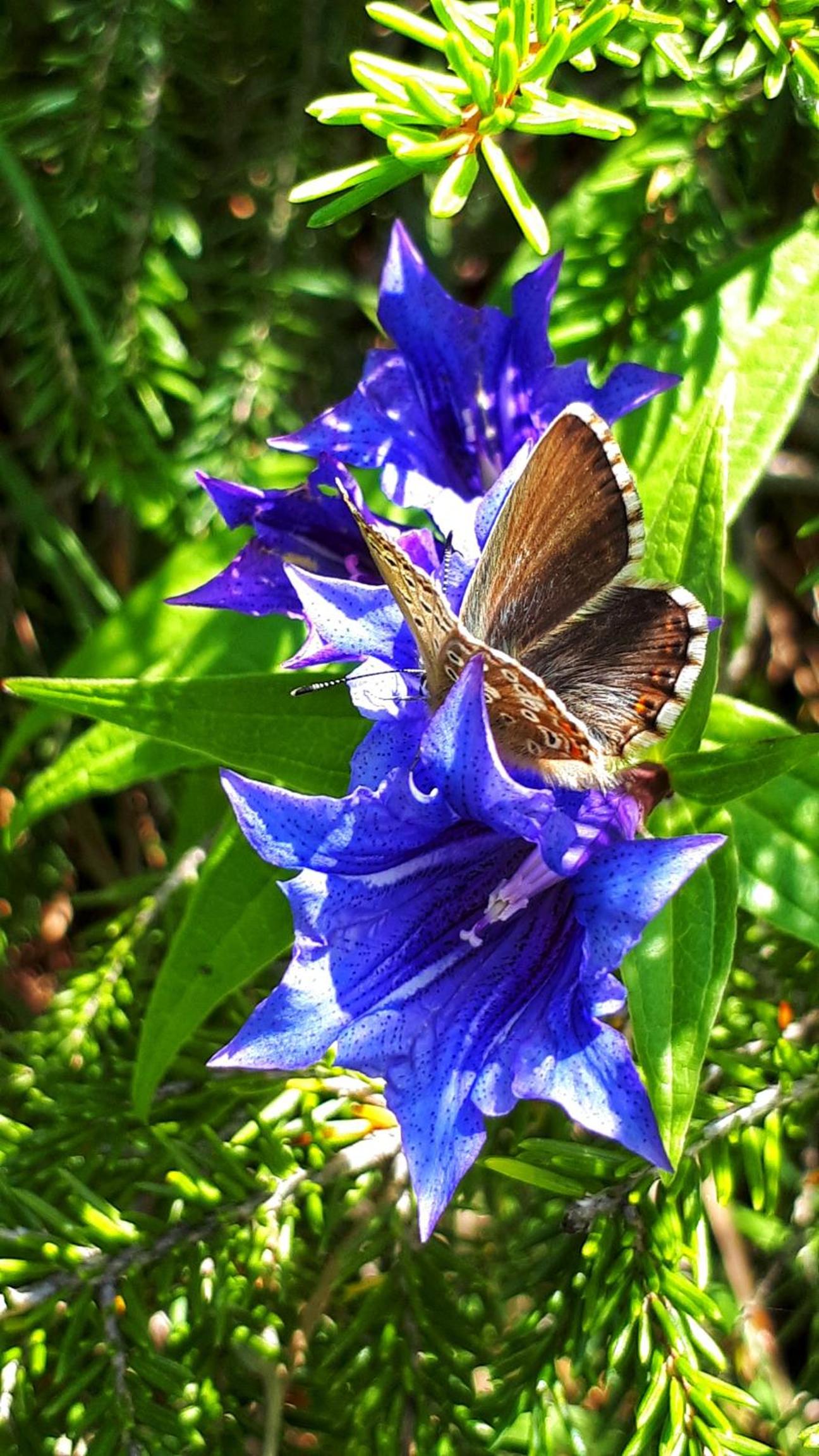 Chasa Staila