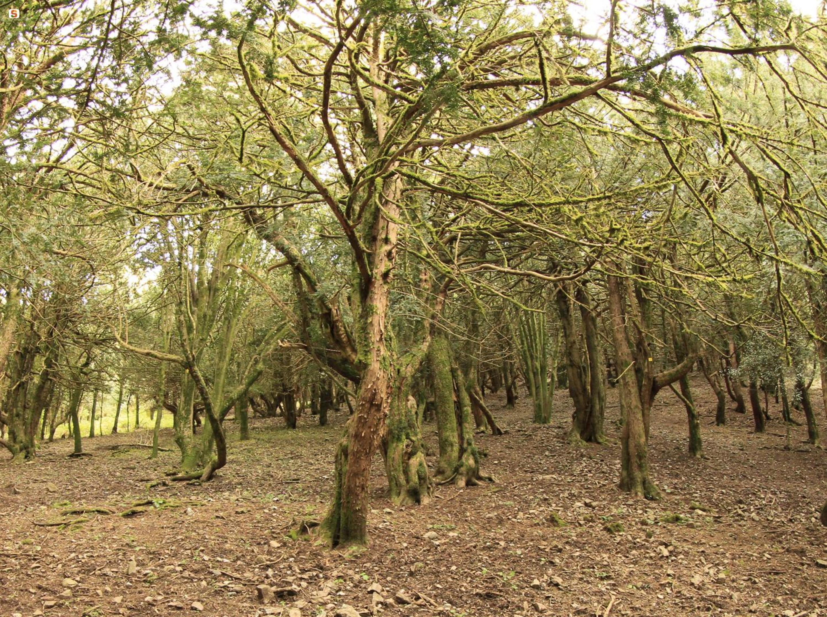 Sanctuary Armony