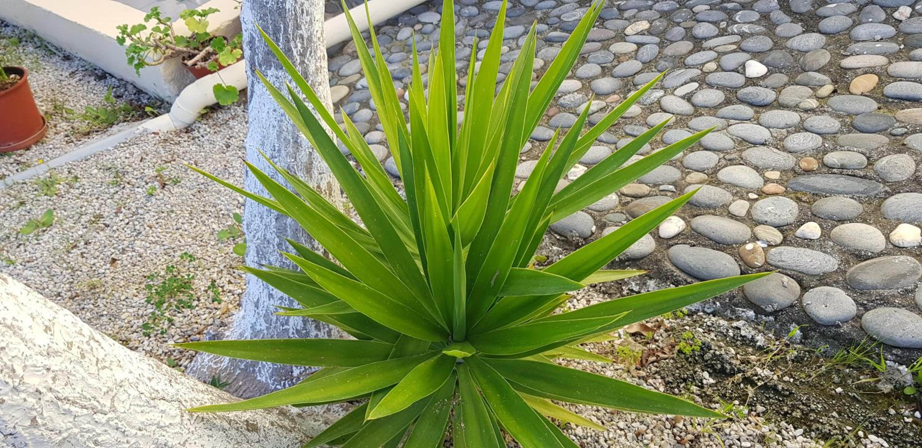 Zinovia