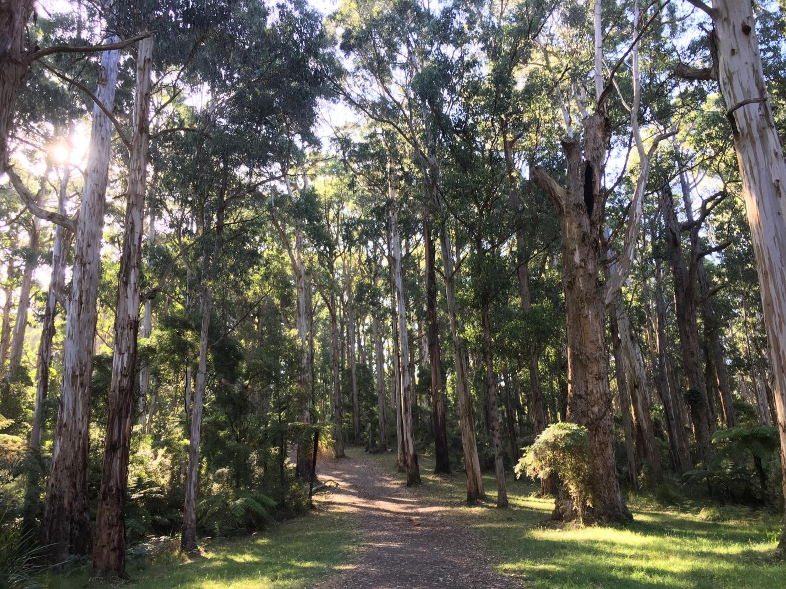 Wild Orchid Olinda Private Luxury Cottage