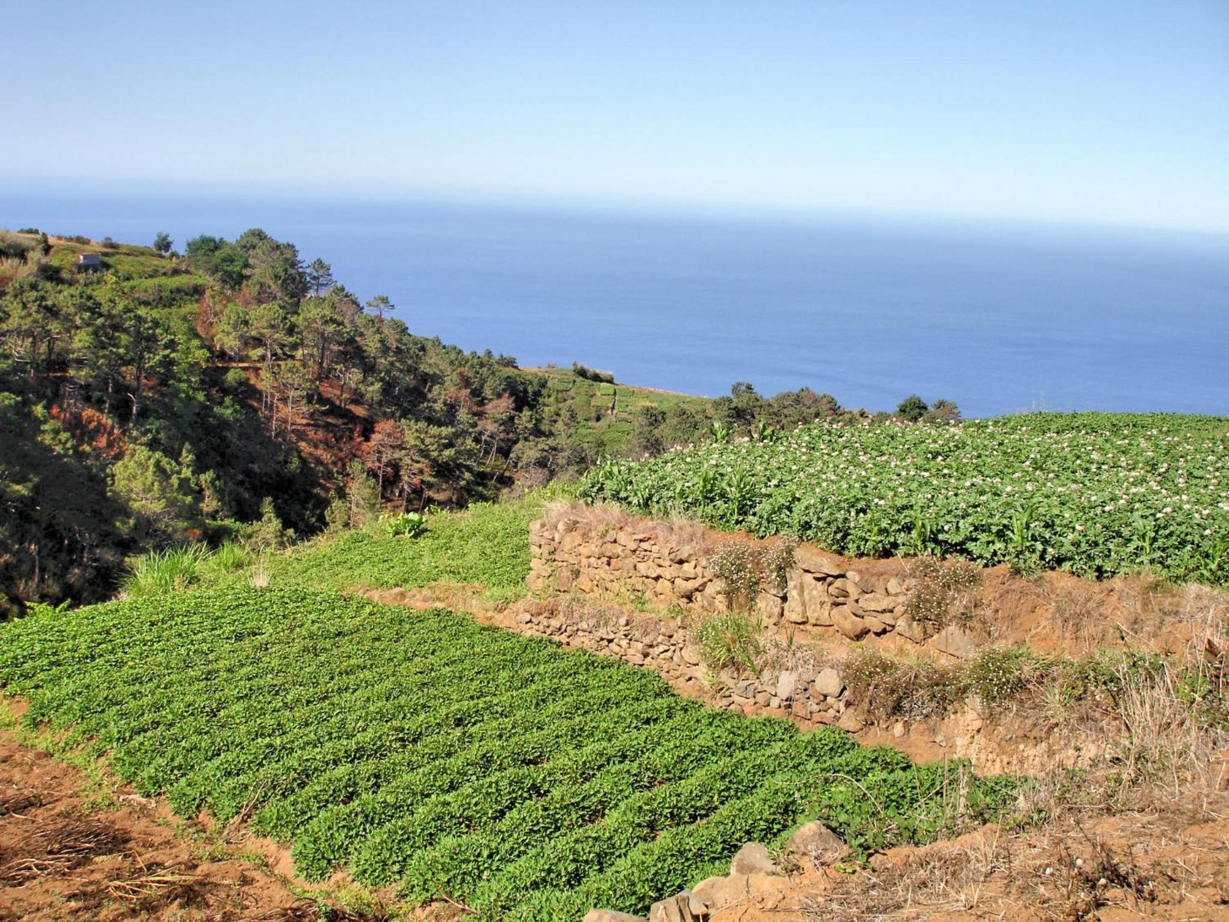 OurMadeira - Theo's House