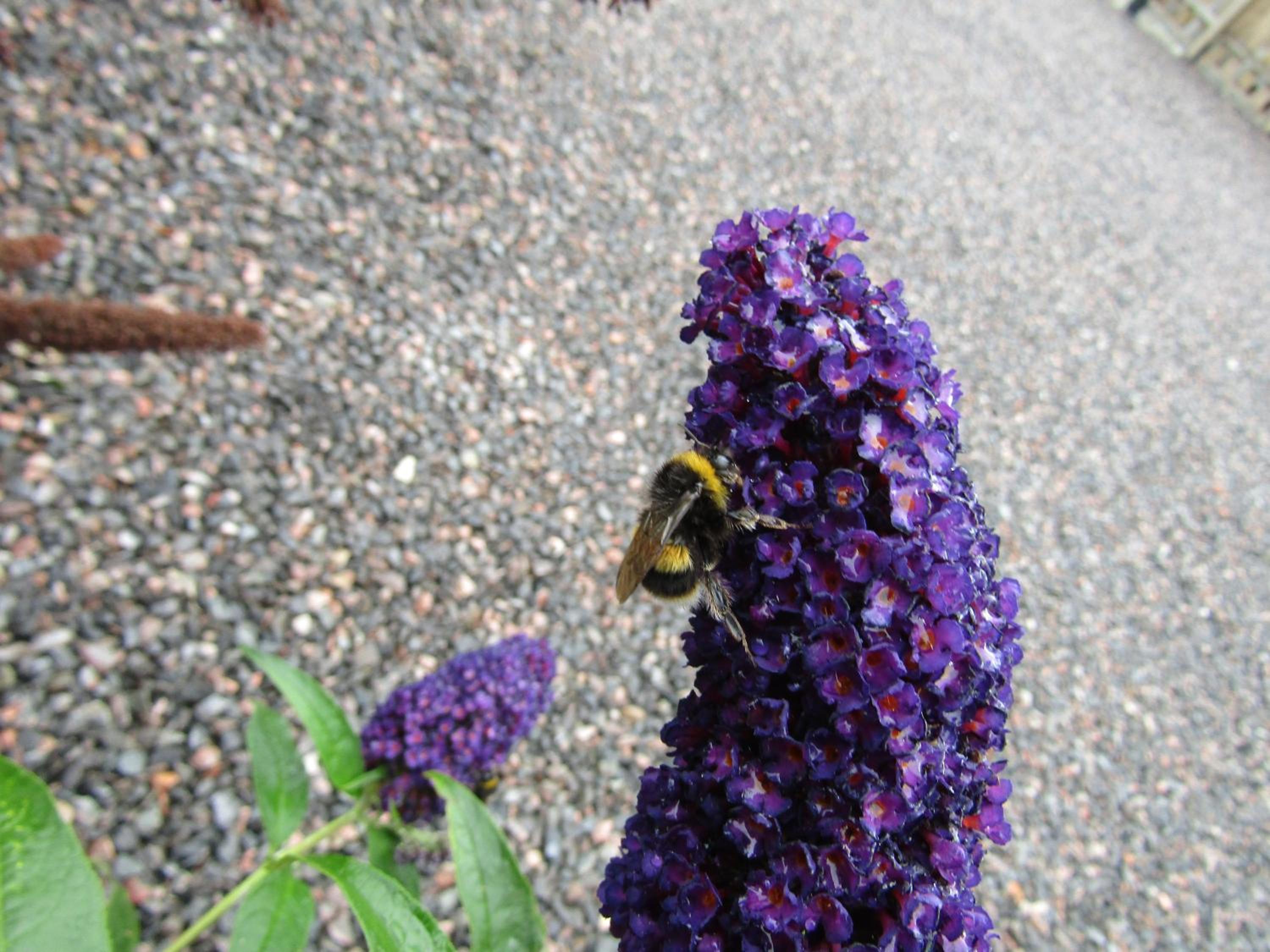Photo 24