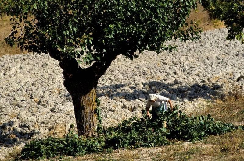 Casale Oliva in a landscape of oaks, olive e cherry trees