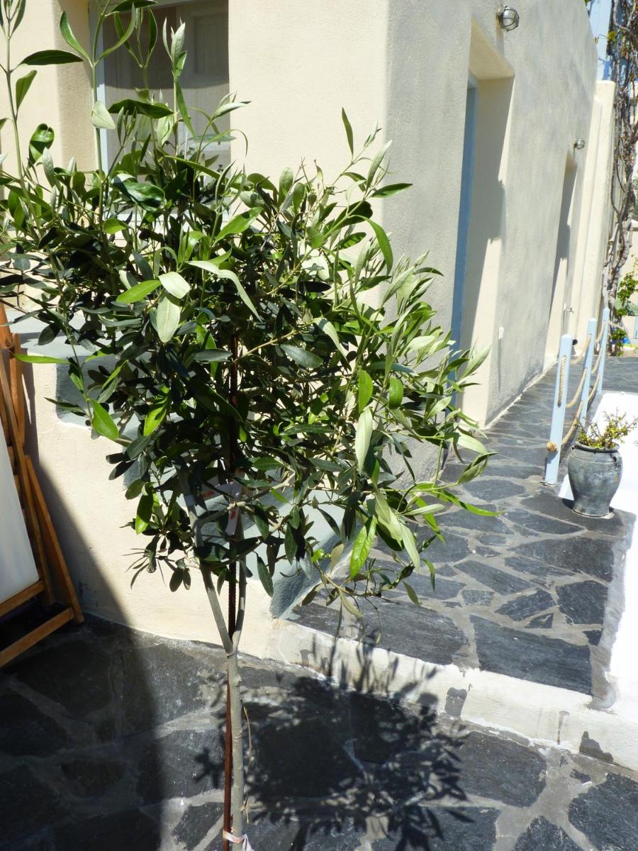 Photo 45